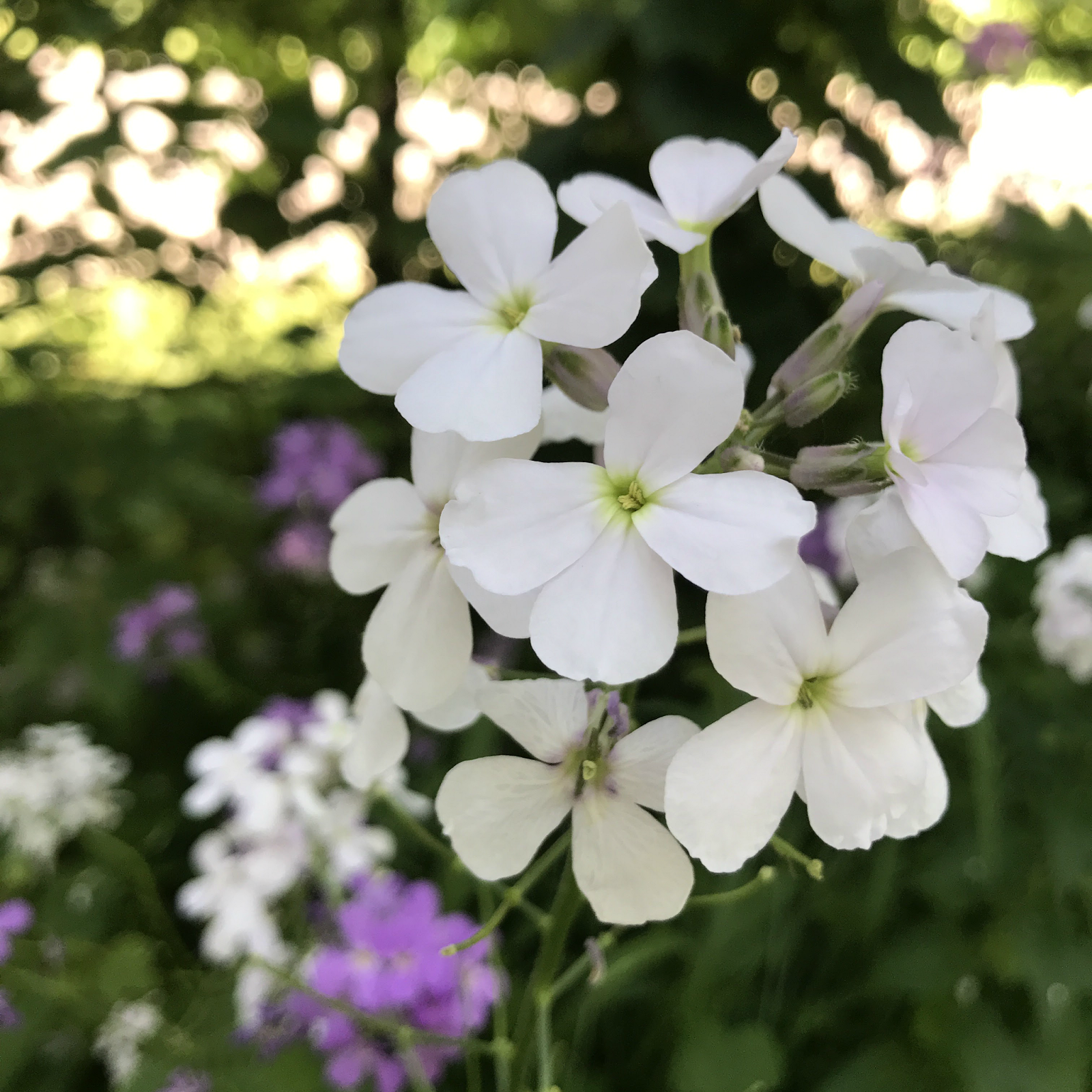 IMG_8218.png