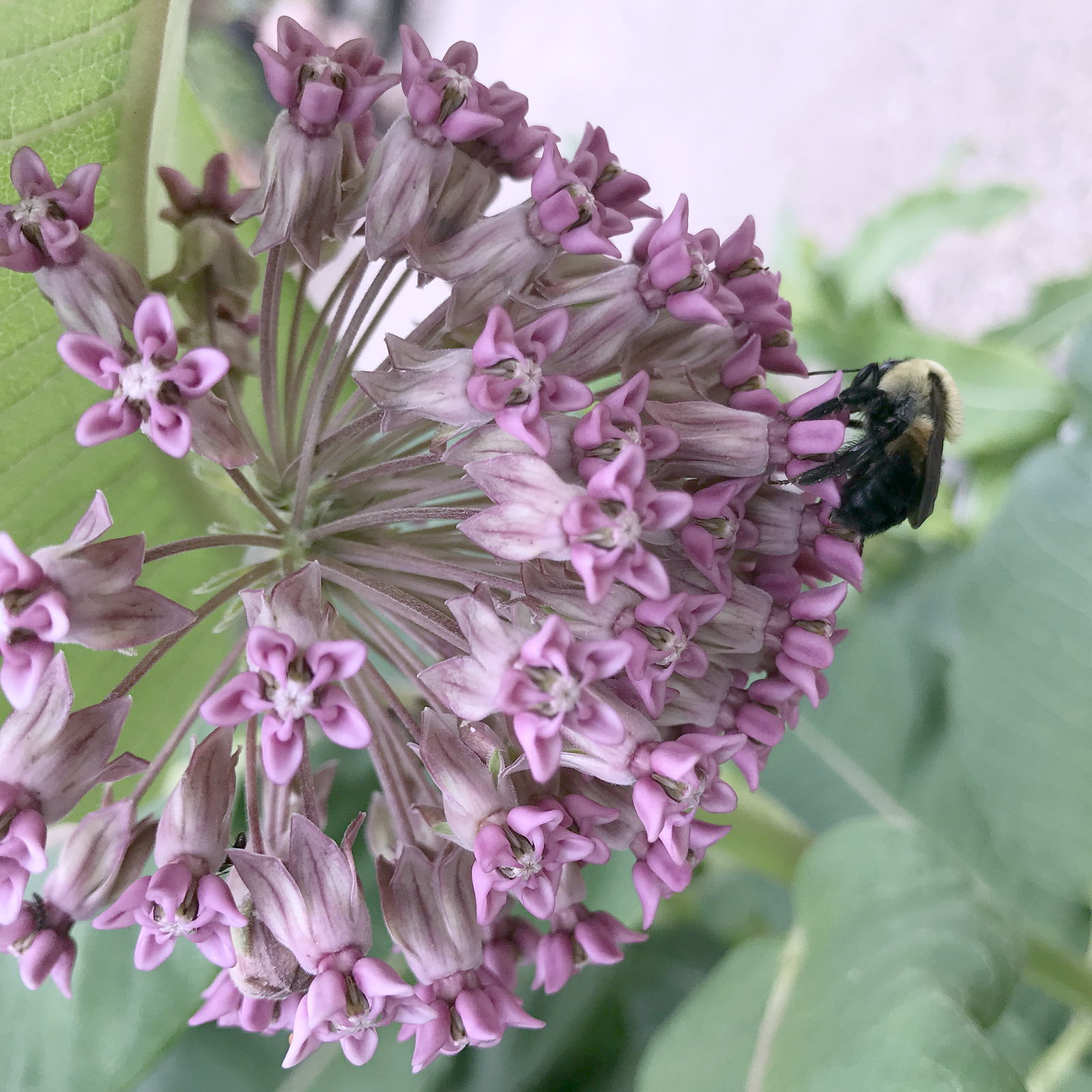 milkweed.png