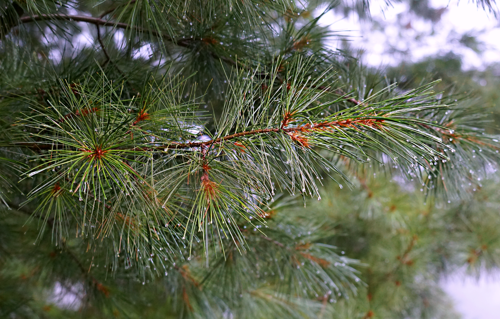 pine.png