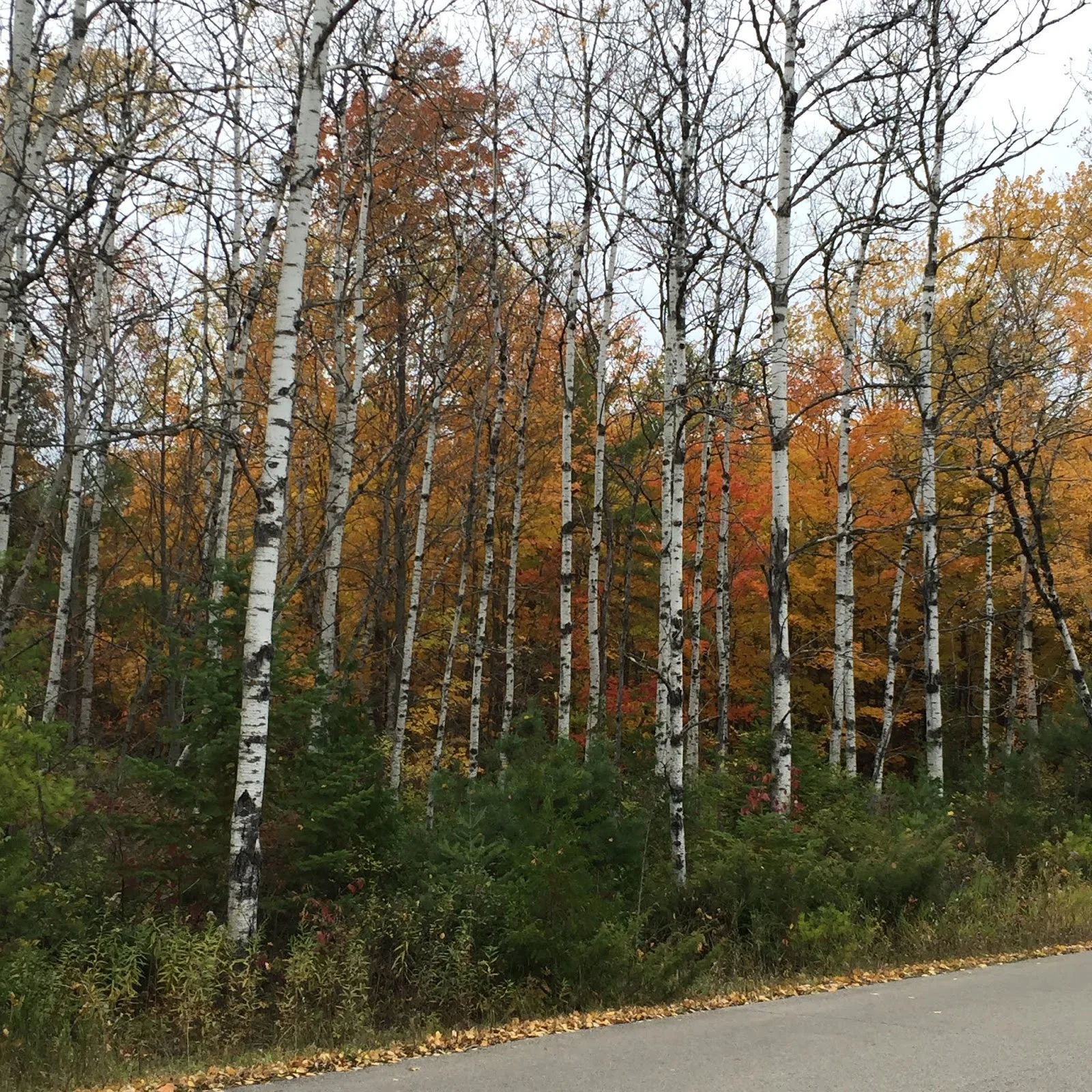 IMG_8366.jpg
