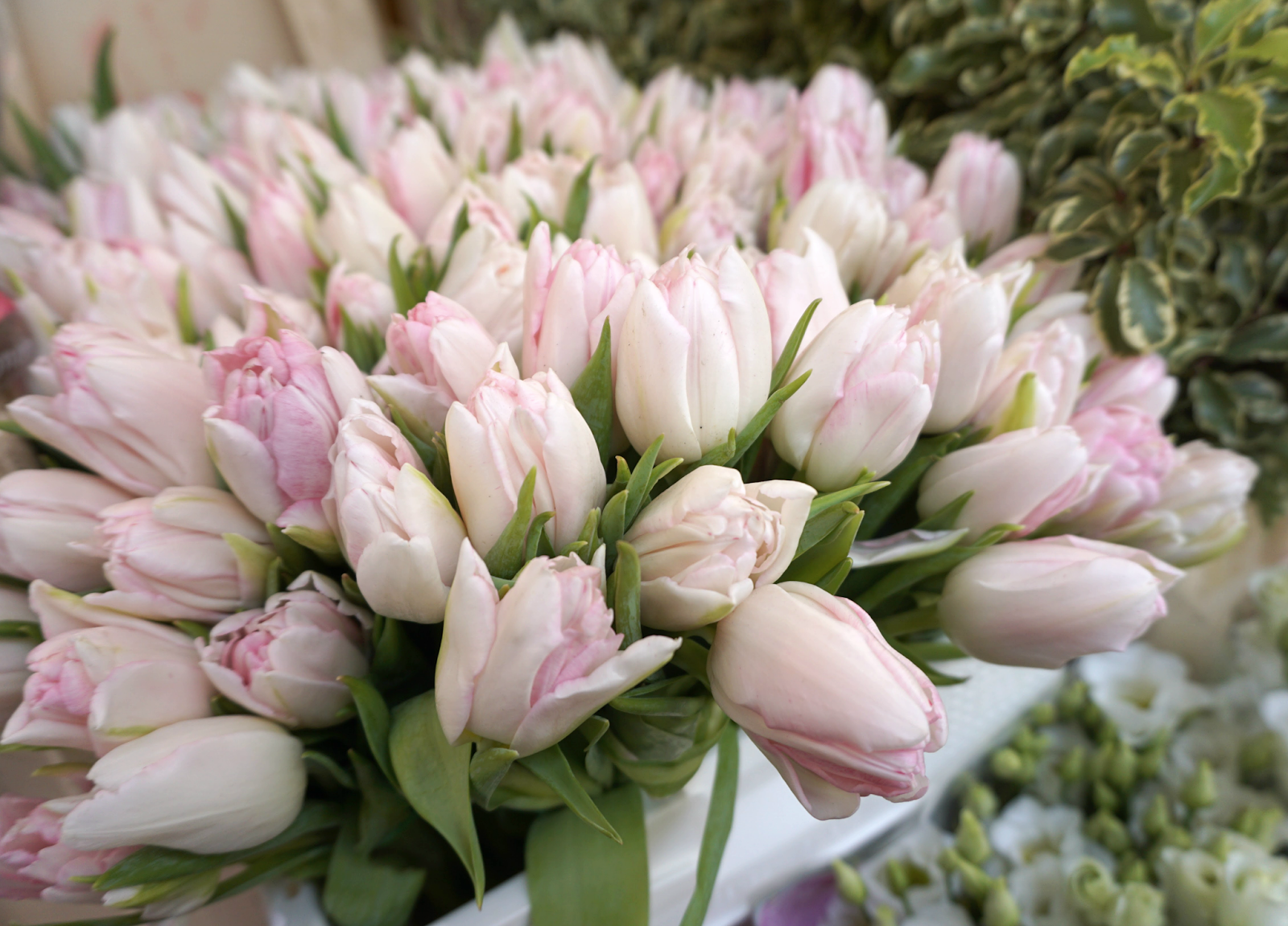 pink tulips.png