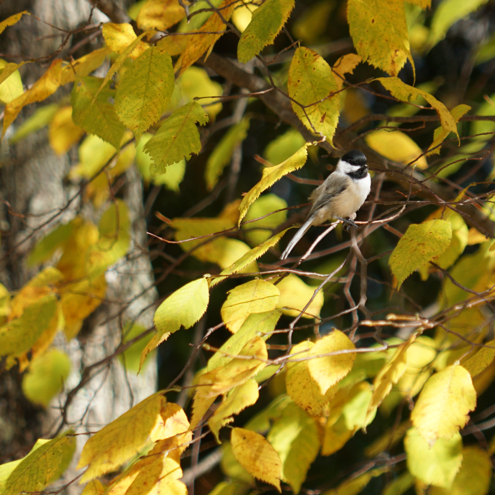 chickadee - square.png