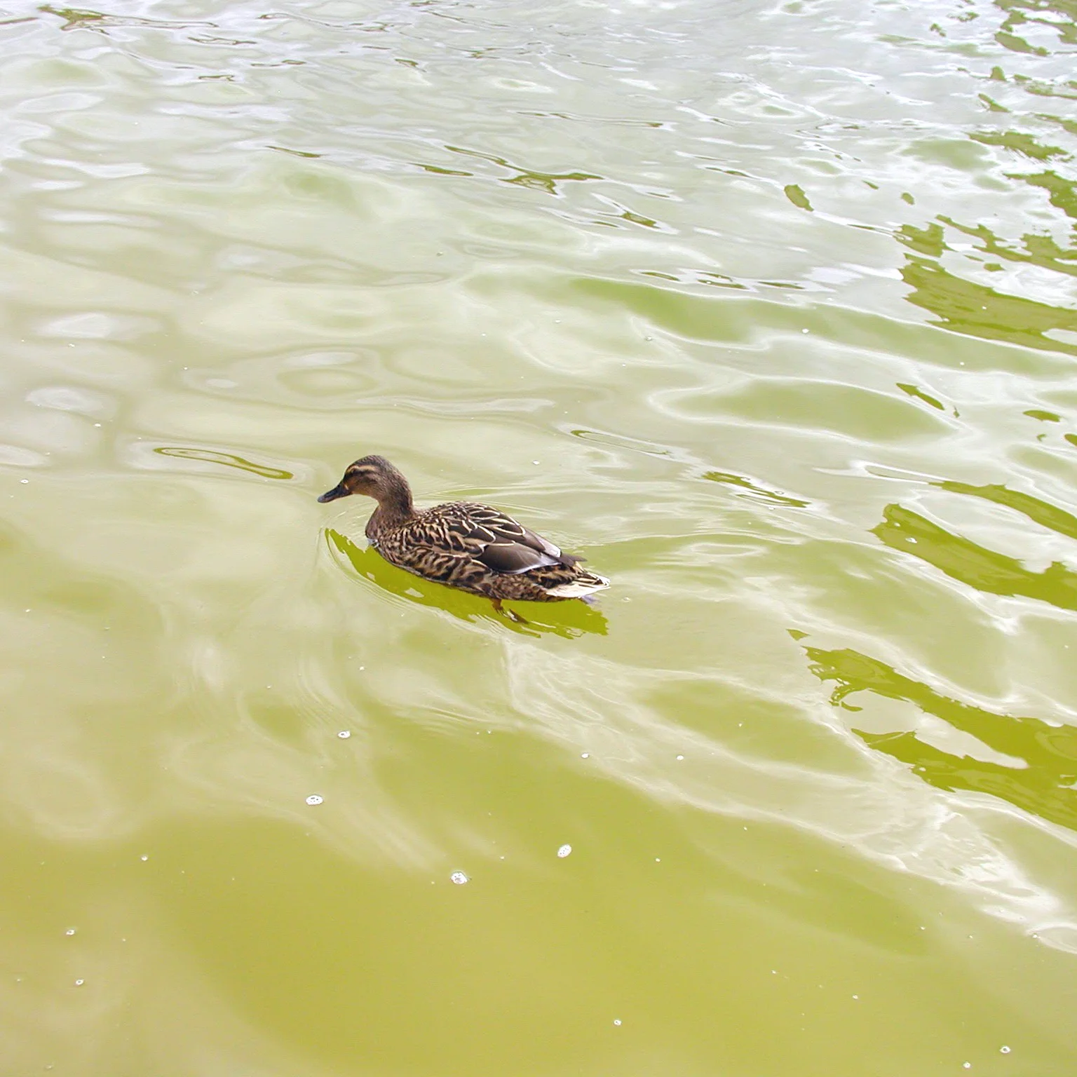 duck.jpg