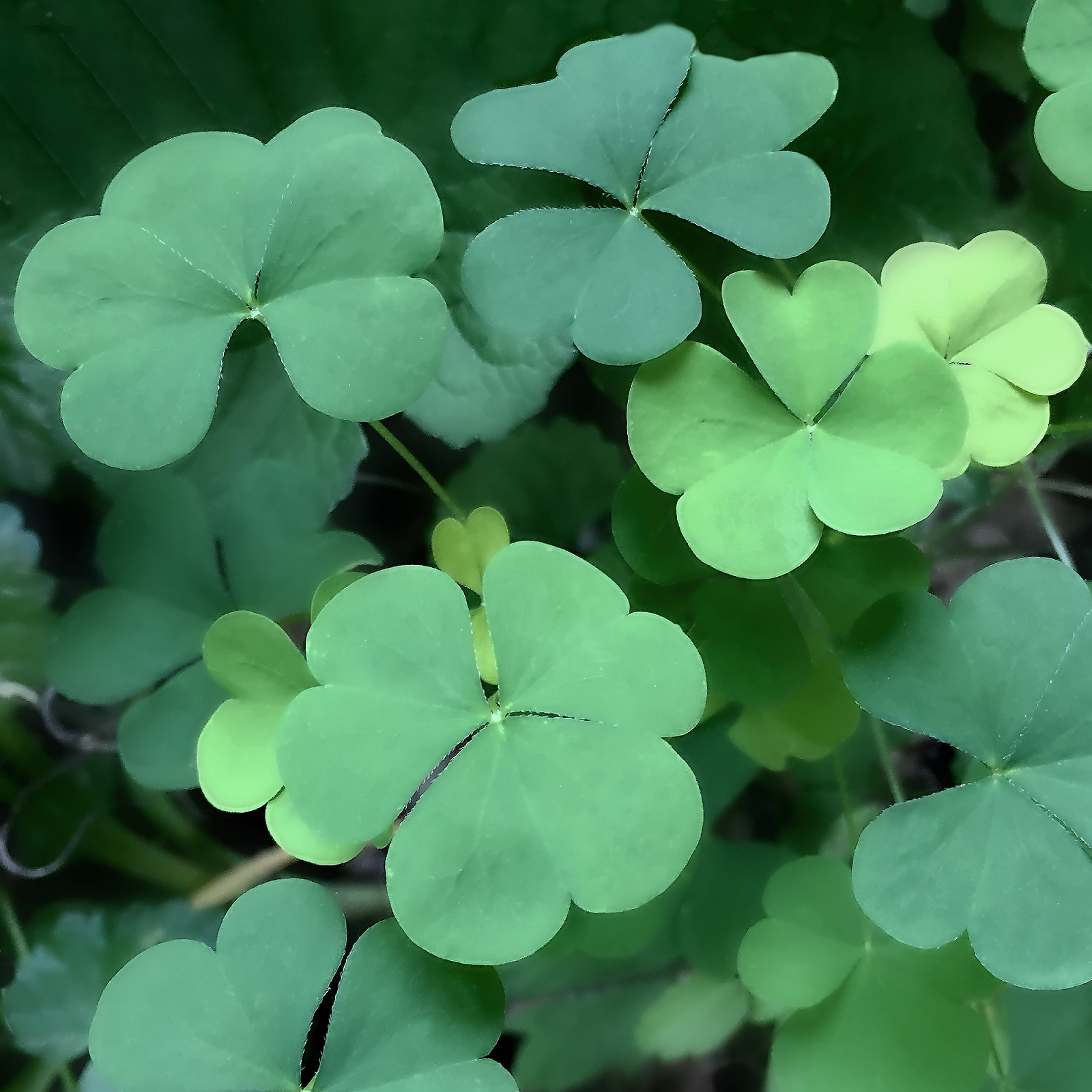 clover copy.png