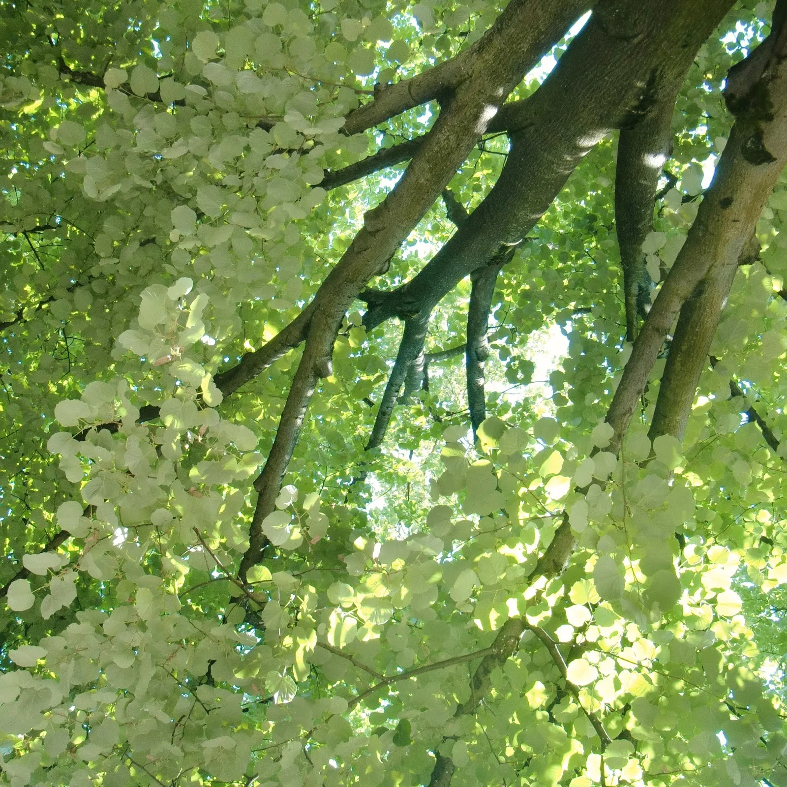leaves.jpg
