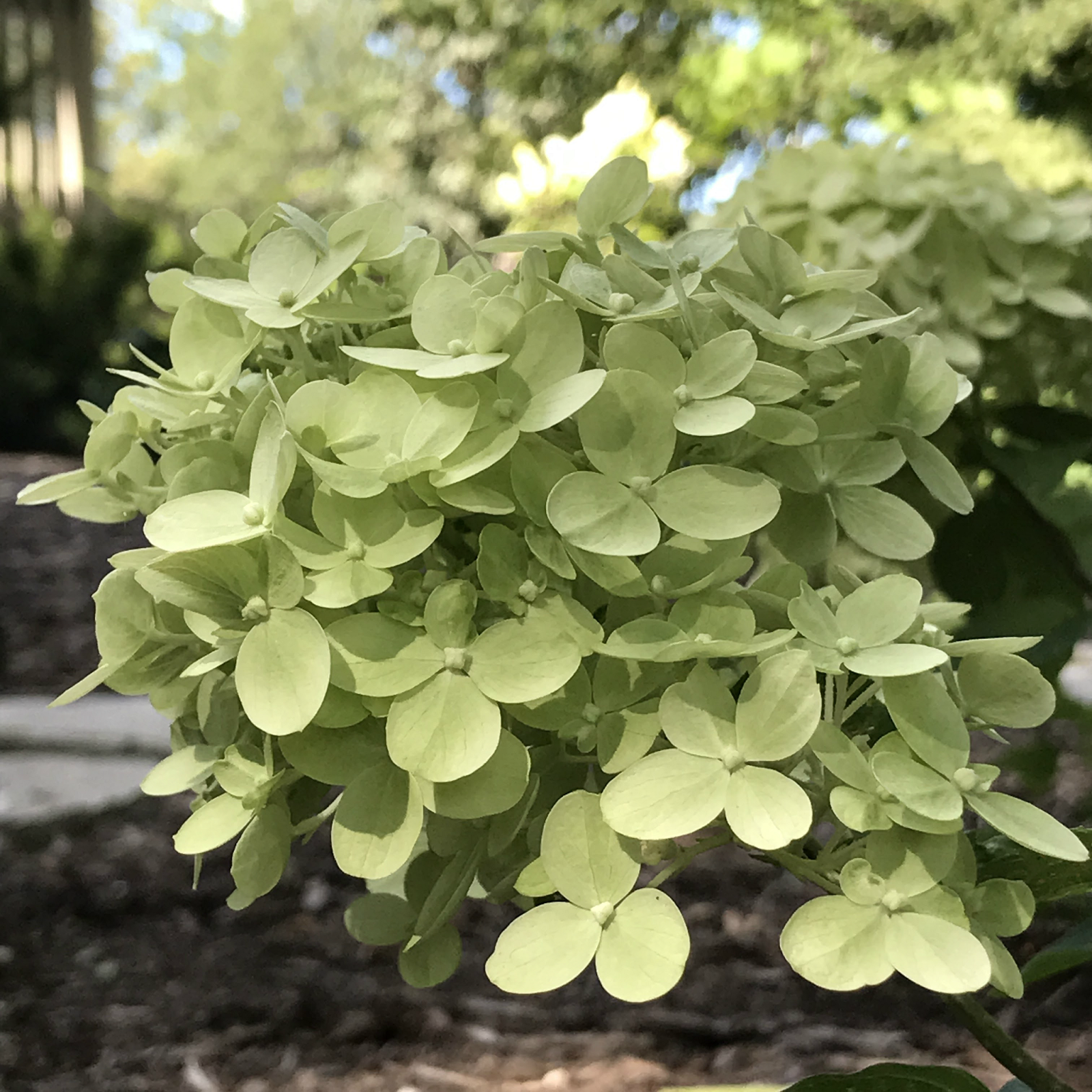 green hydrangeas.png