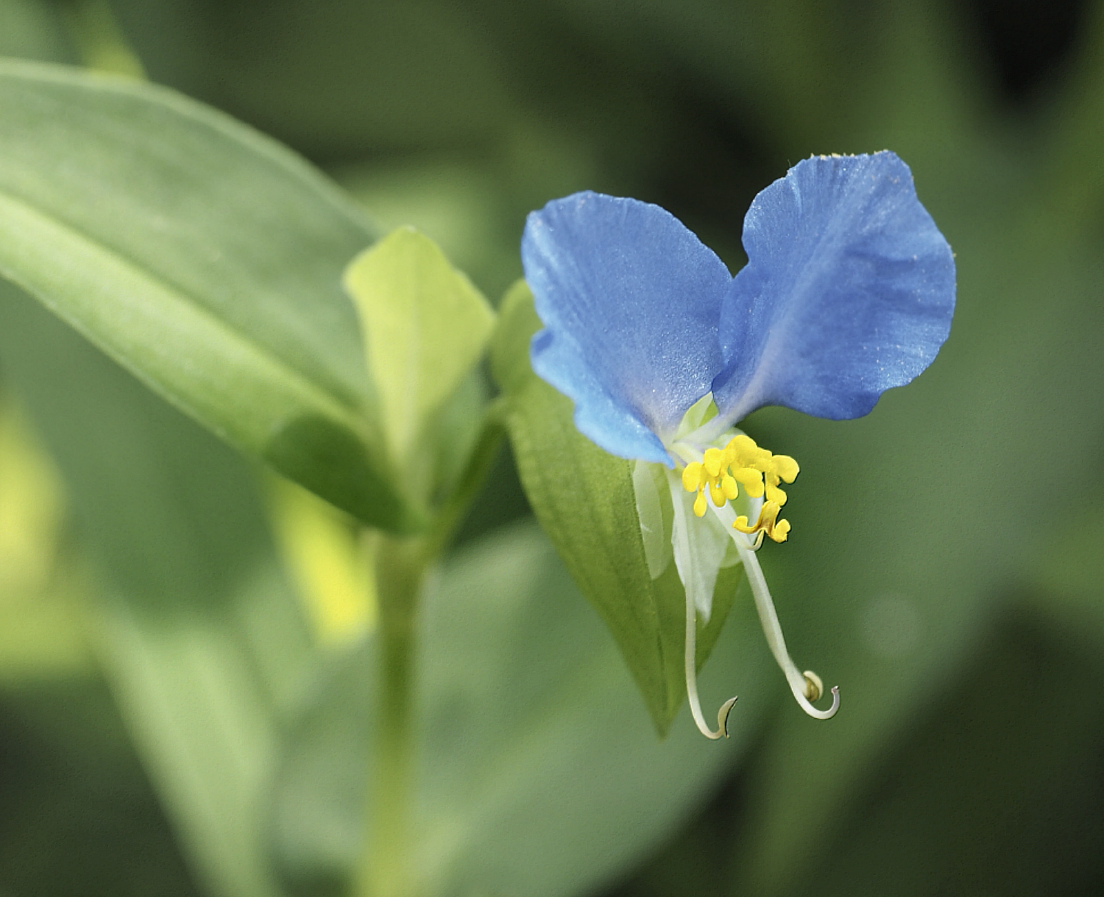 blue dayflower.png