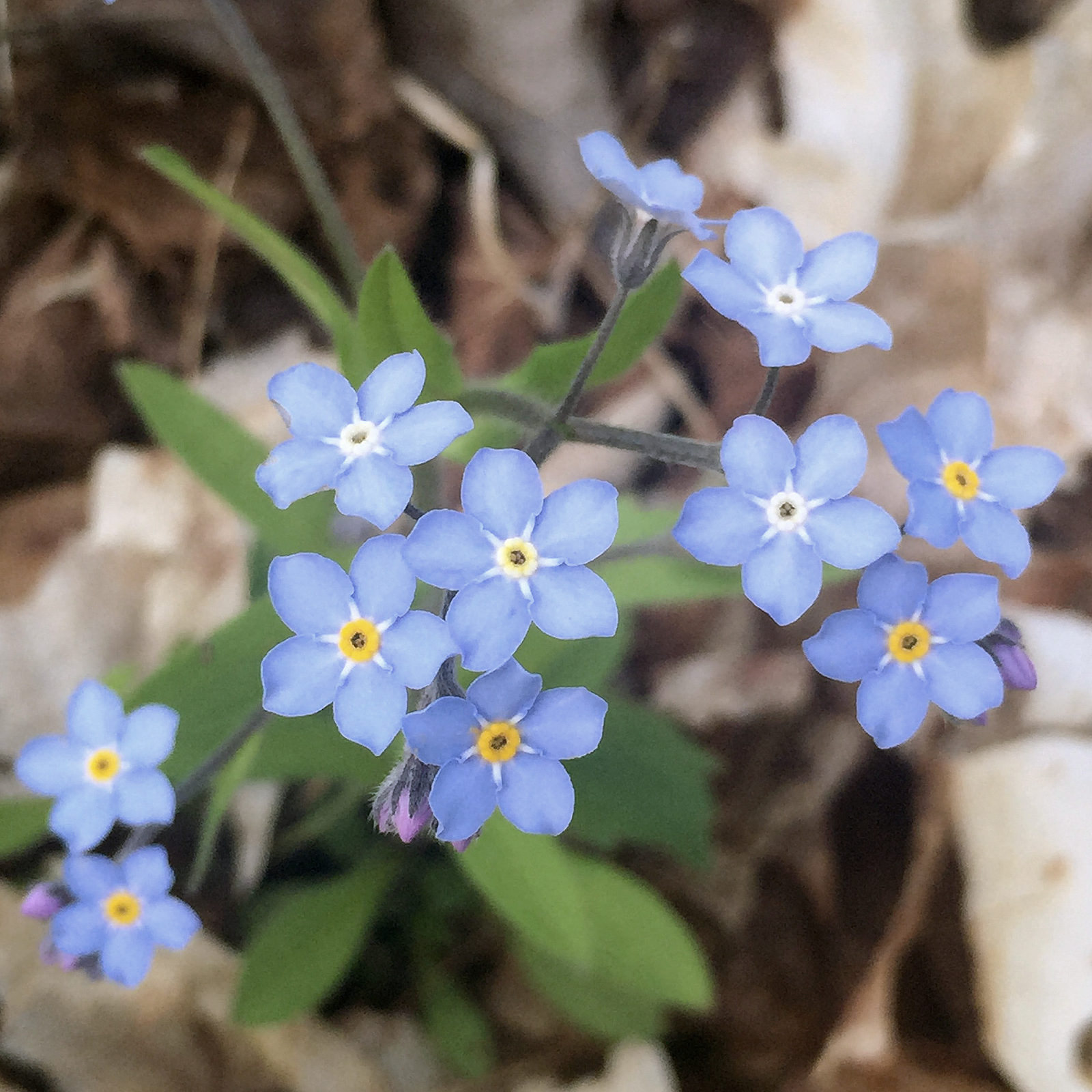 forget me knot.png