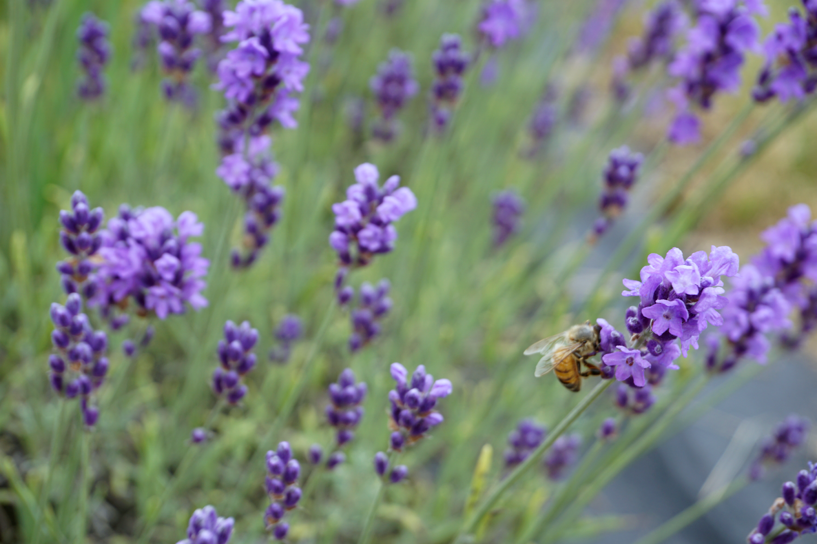 bee.png