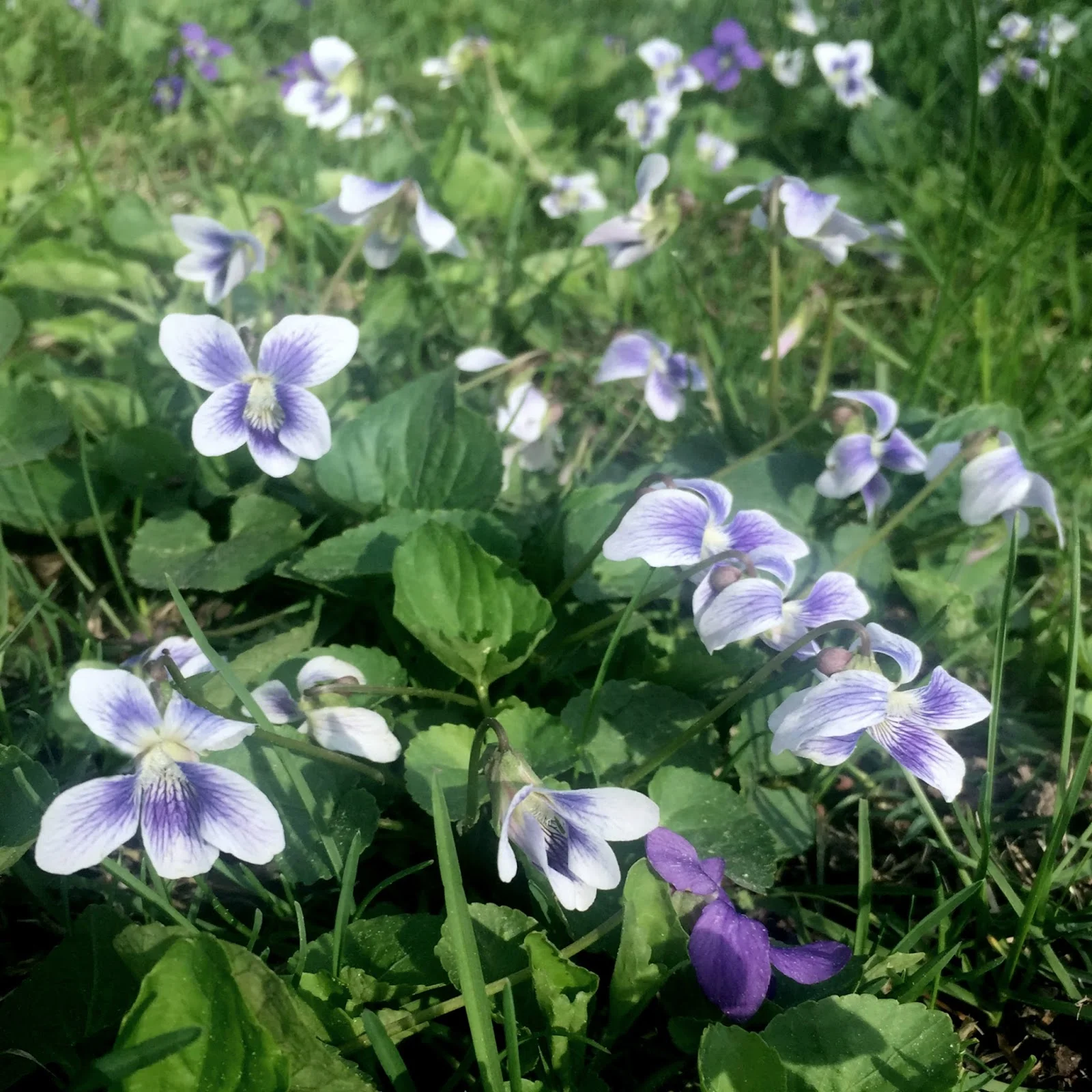 violets.jpg