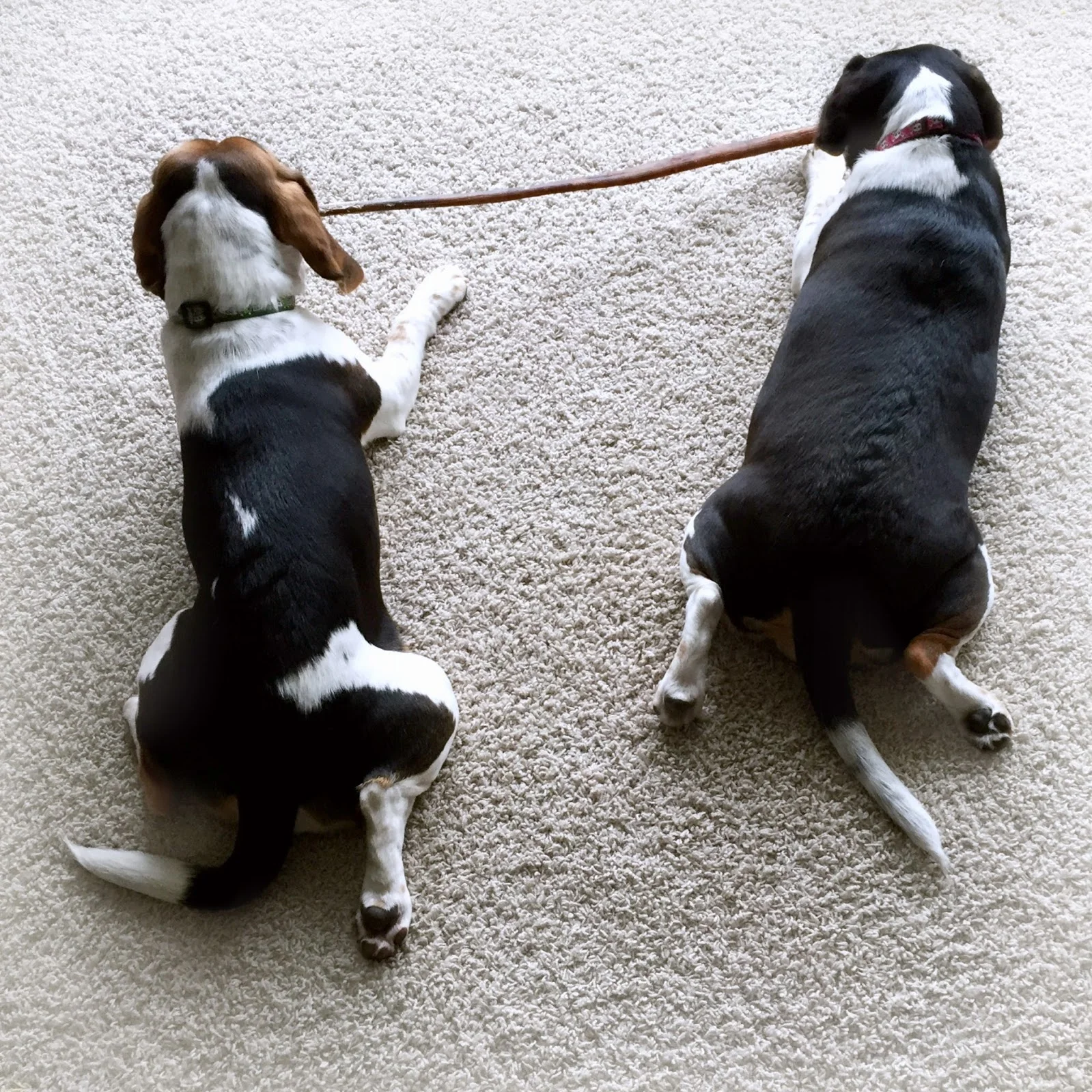 puppies.jpg