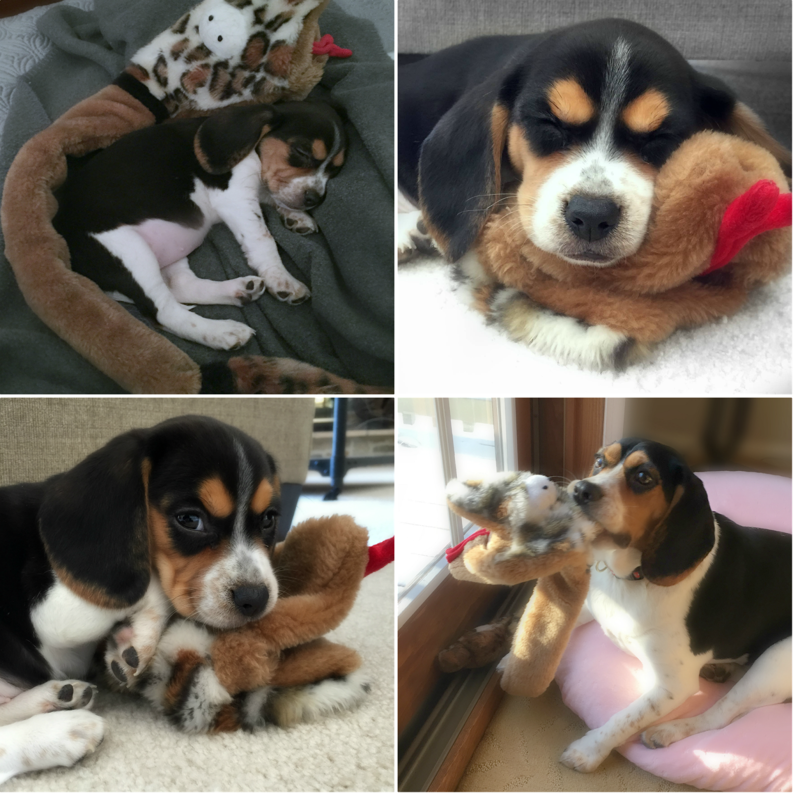 Collage-1.png