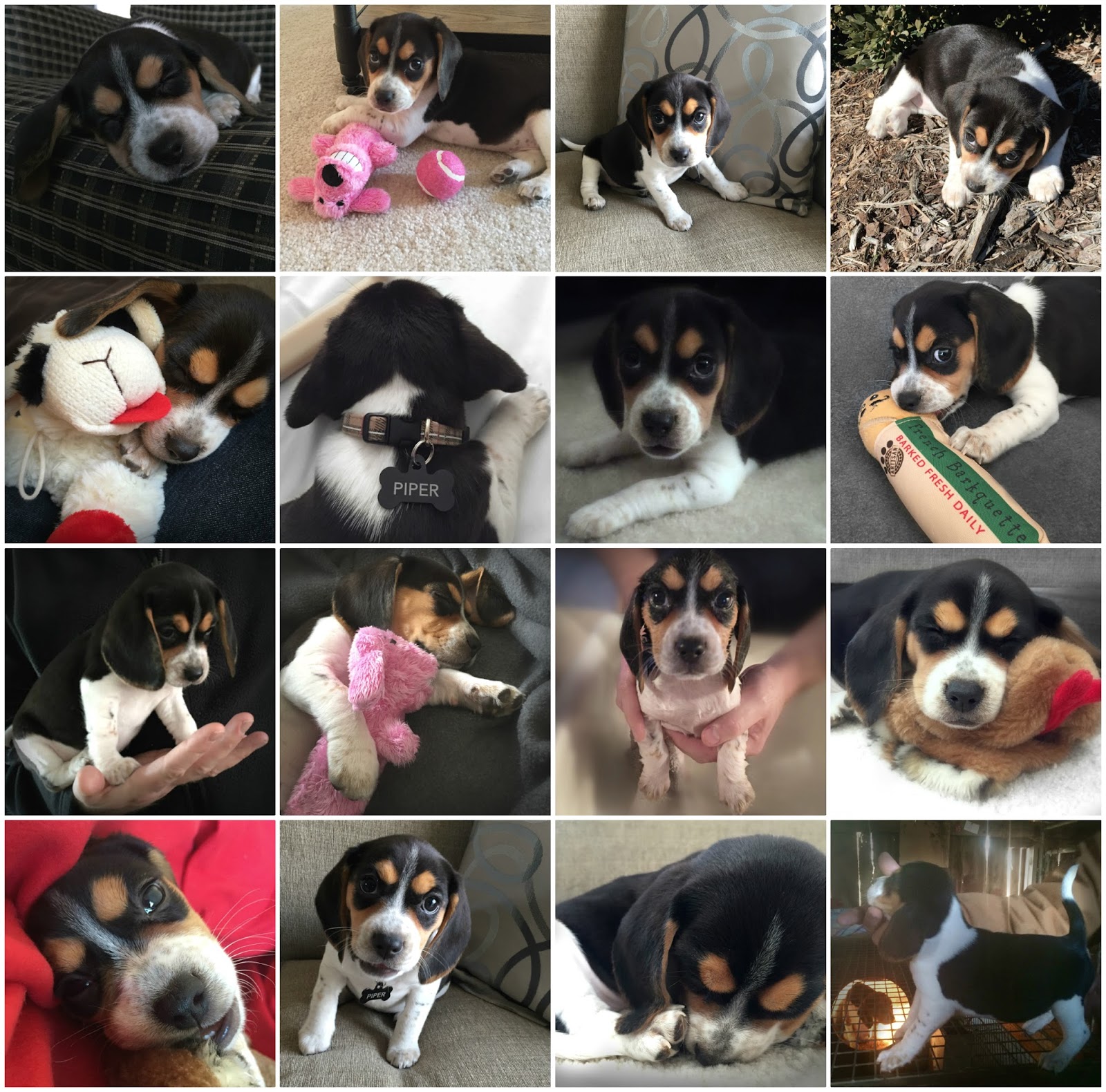 Piper Collage.jpg