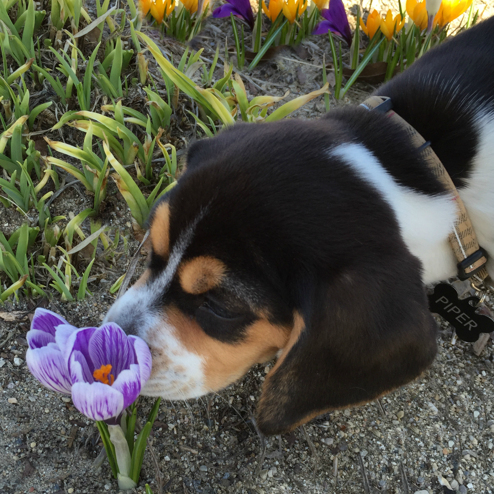 smell flowers.png