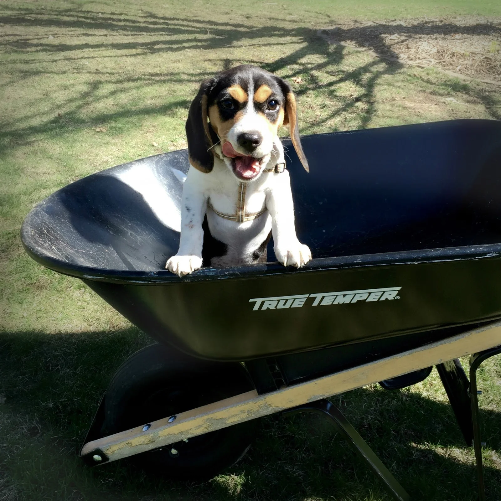 wheelbarrow1.jpg