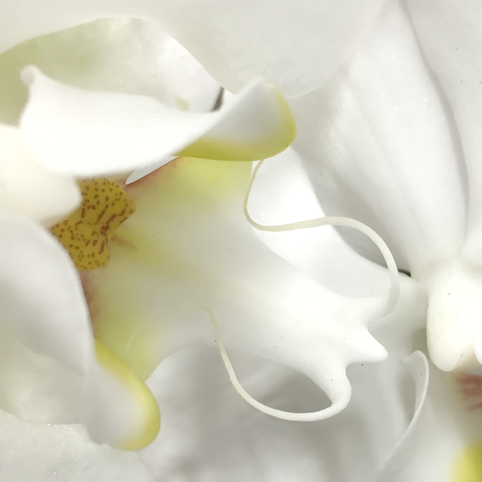 IMG_3694.png