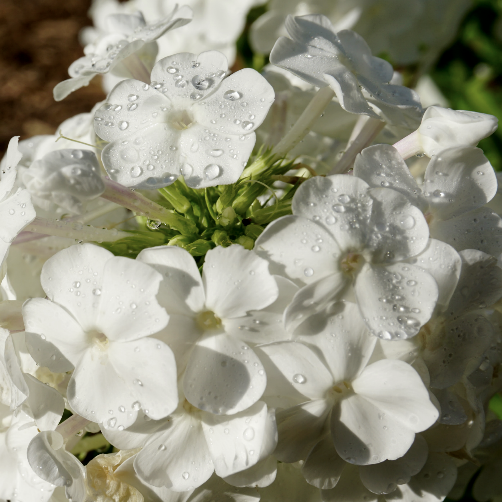 IMG_9062.png
