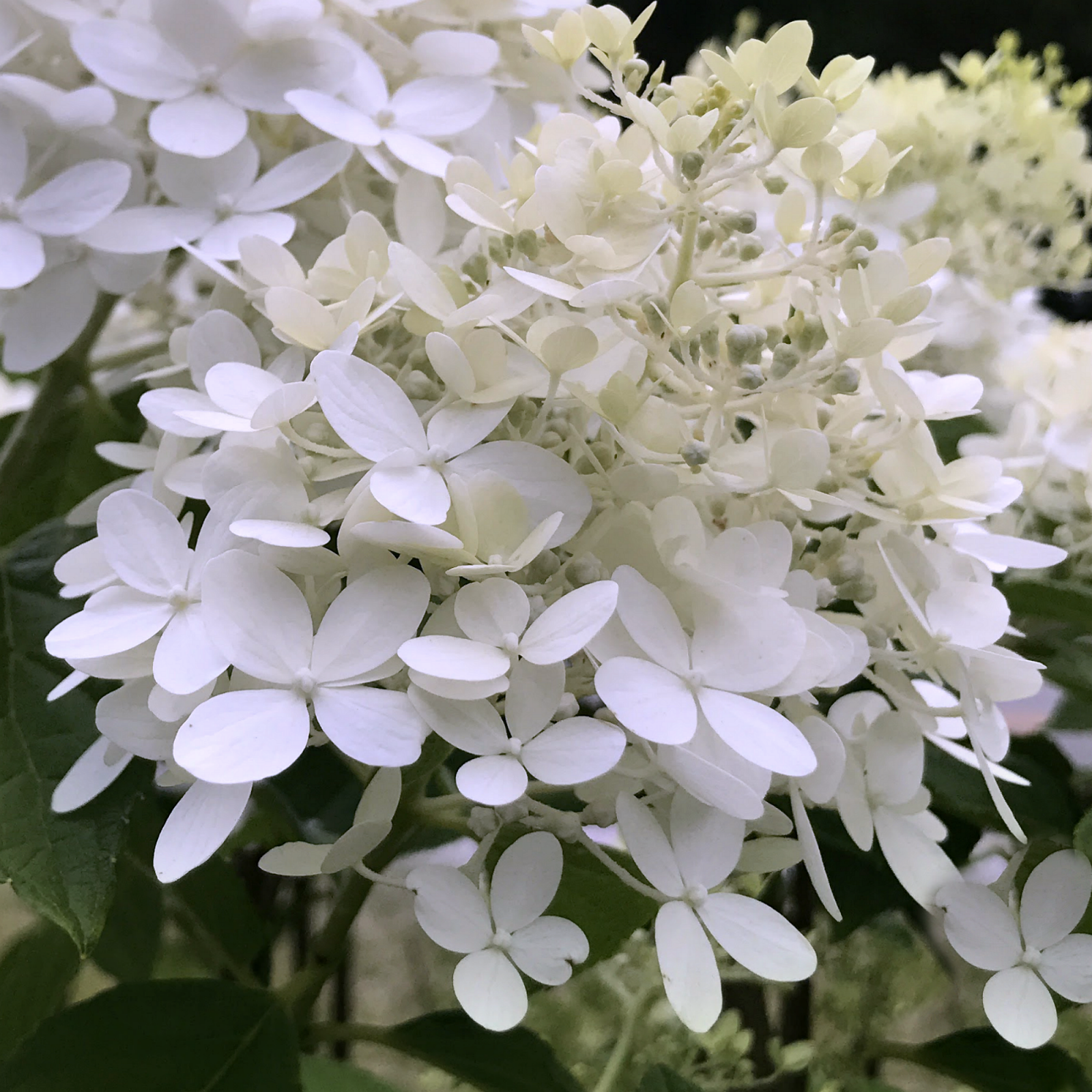 white hydrangea.png
