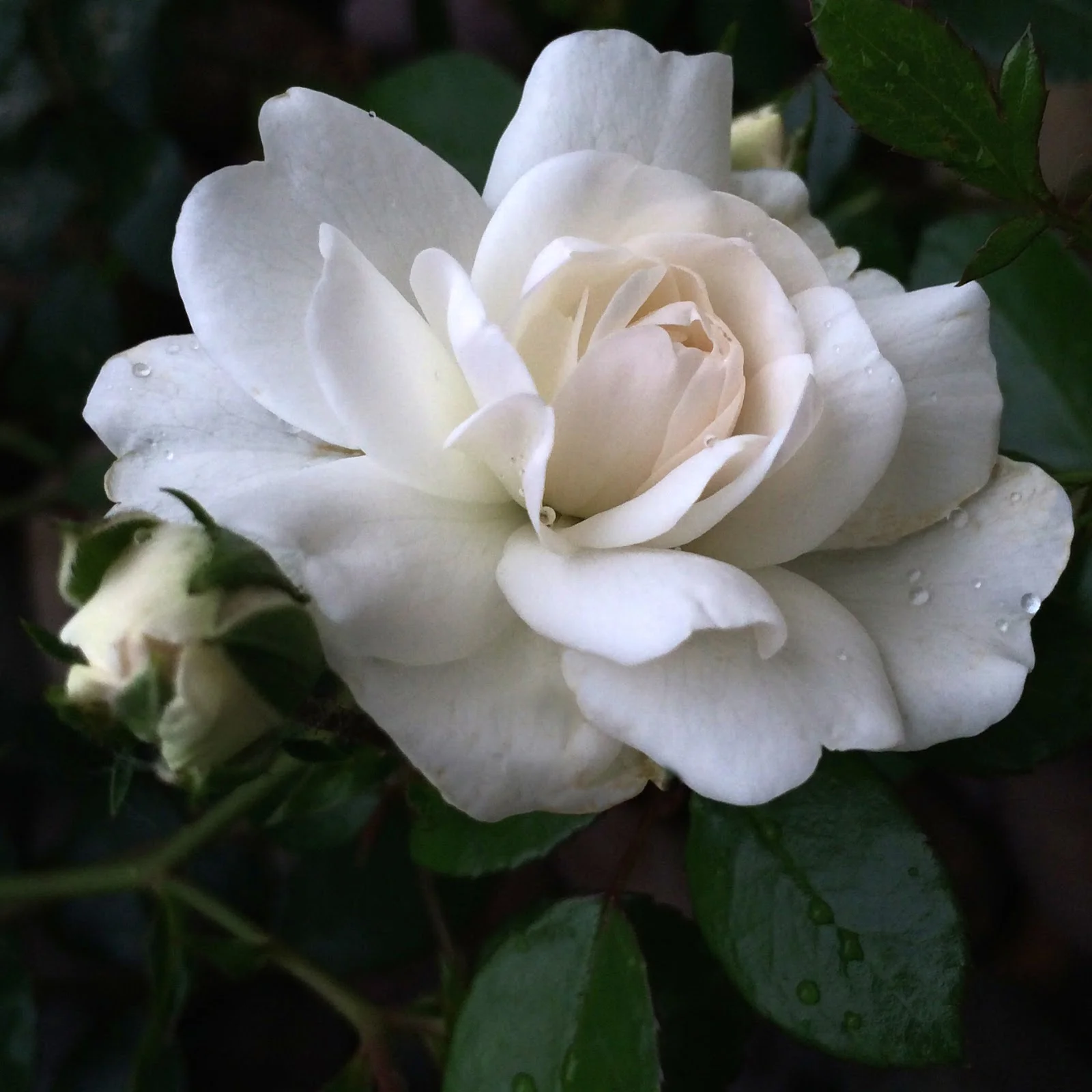 rose.JPG