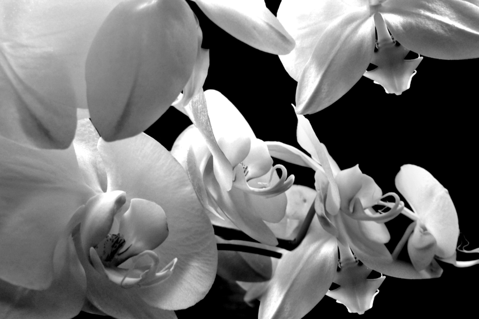 orchid shadows.png