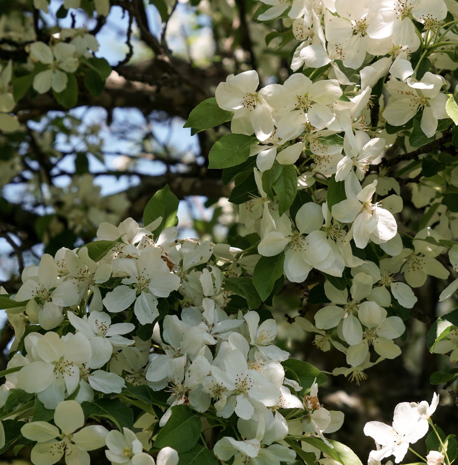 ORG_DSC04789.jpg