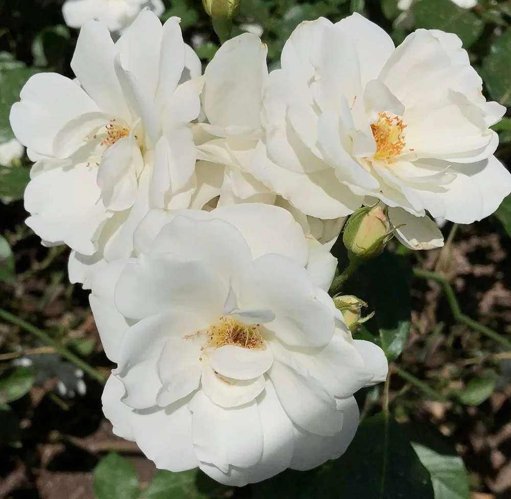 September Roses