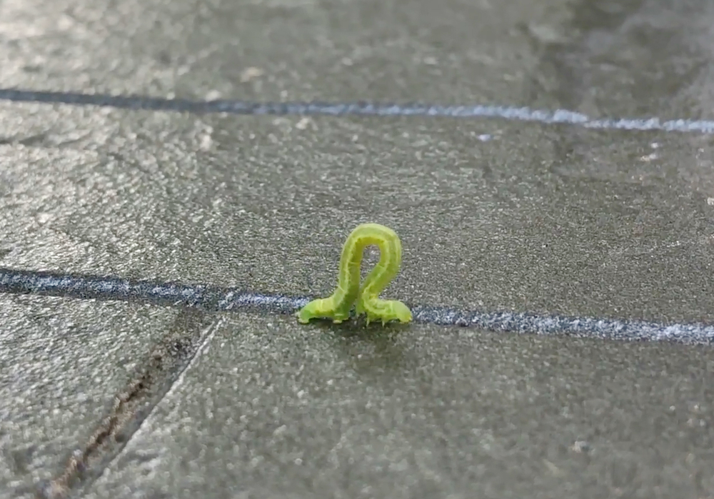 Inchworm 🐛 Earworm