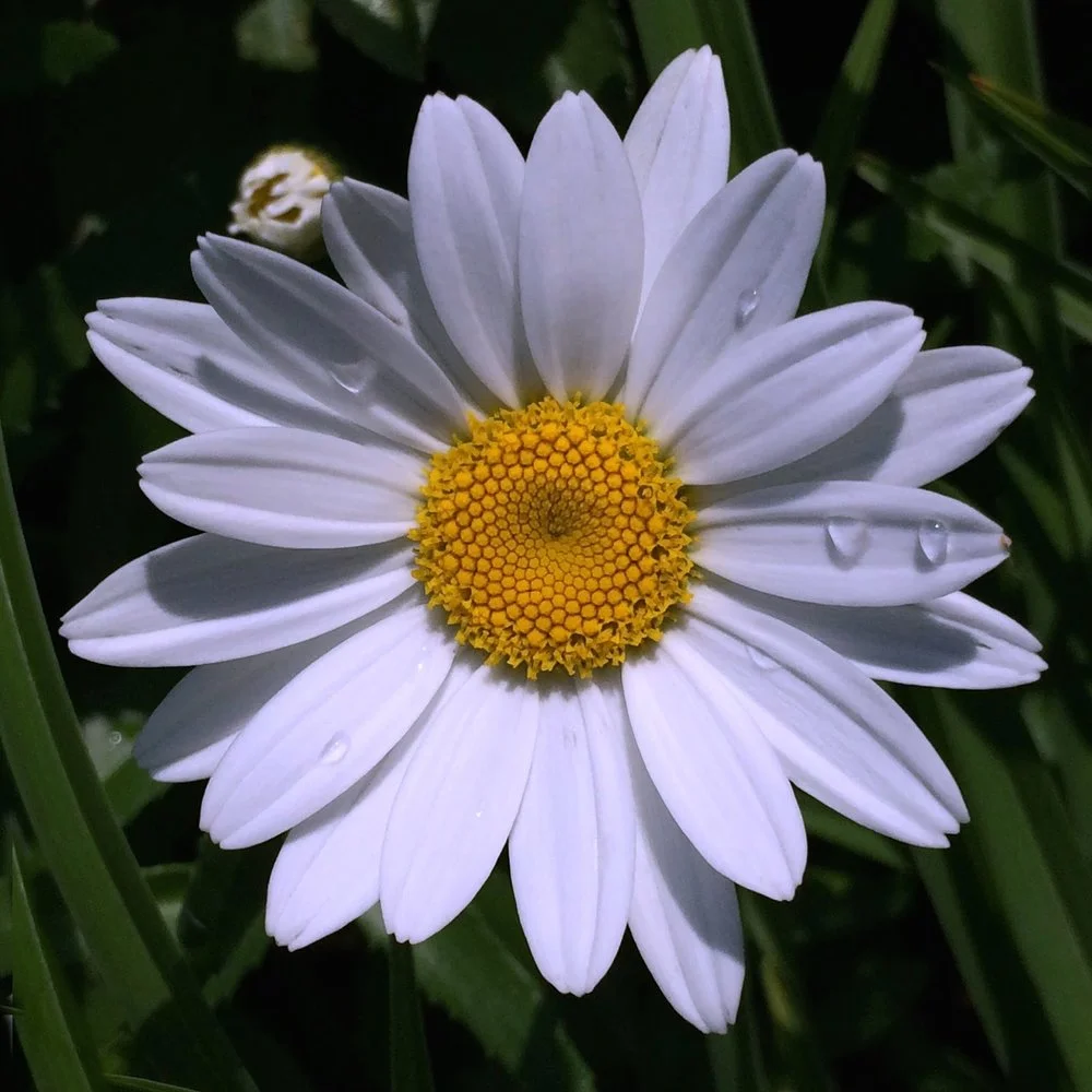 Not Daisy