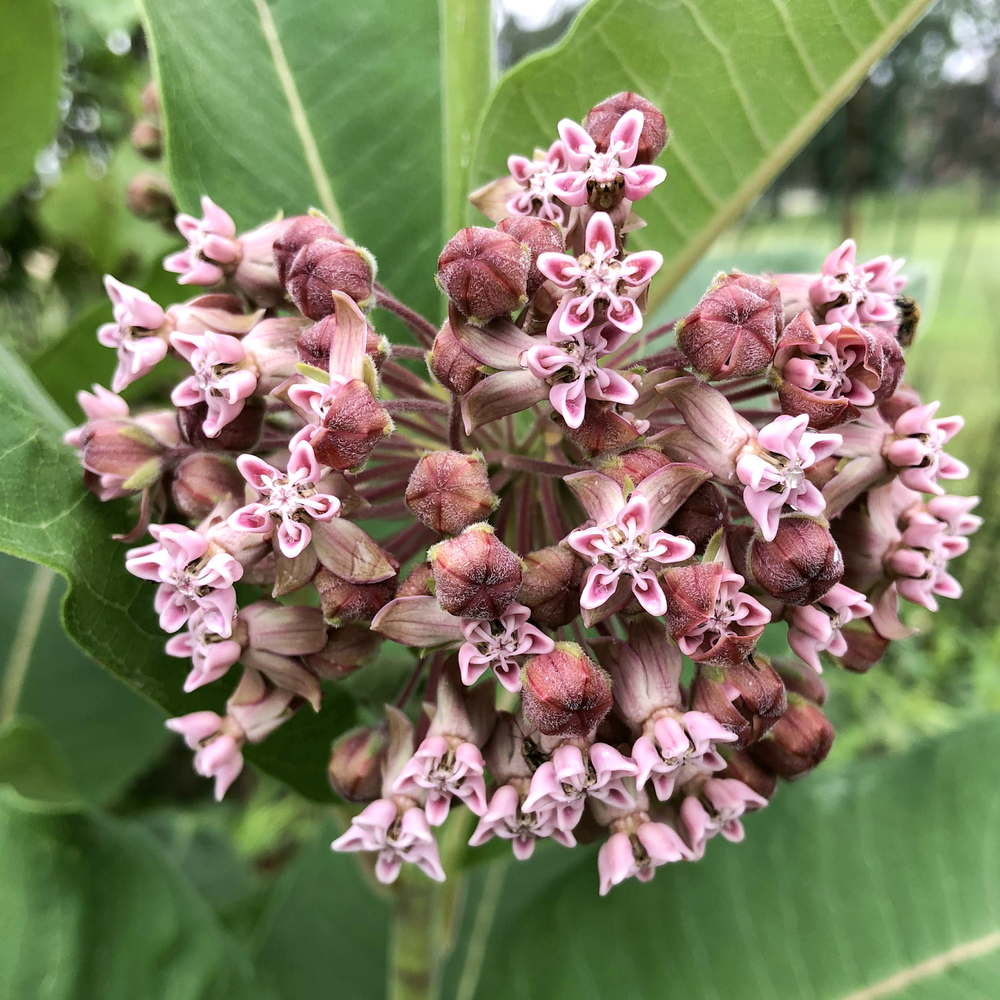 Milkweed