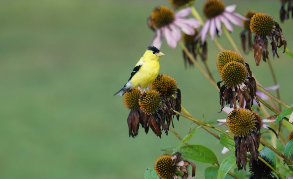 Finch in Fall
