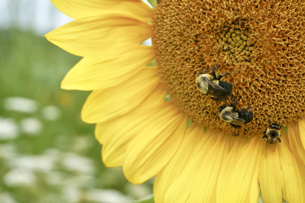Sunflowers