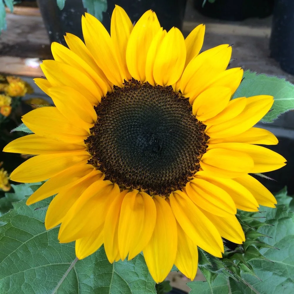 Au soleil