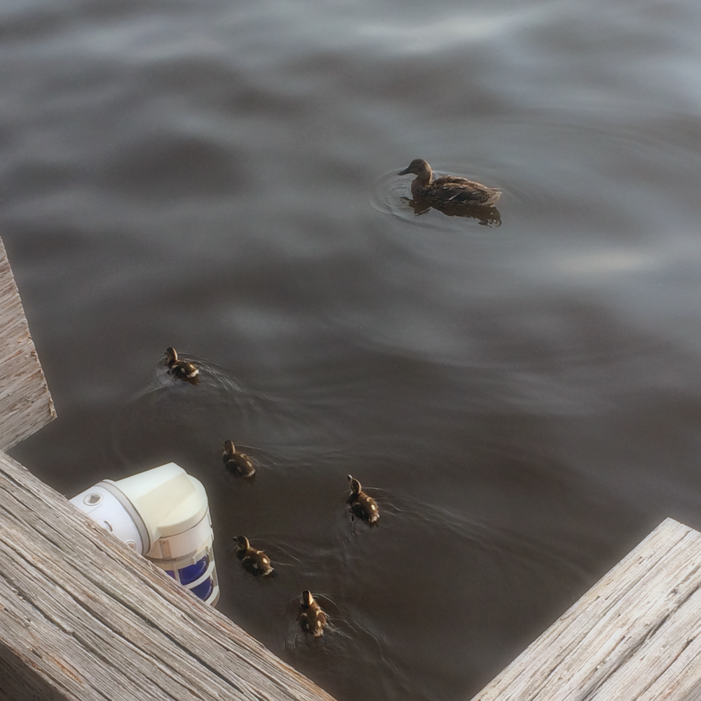 Just keep swimming!