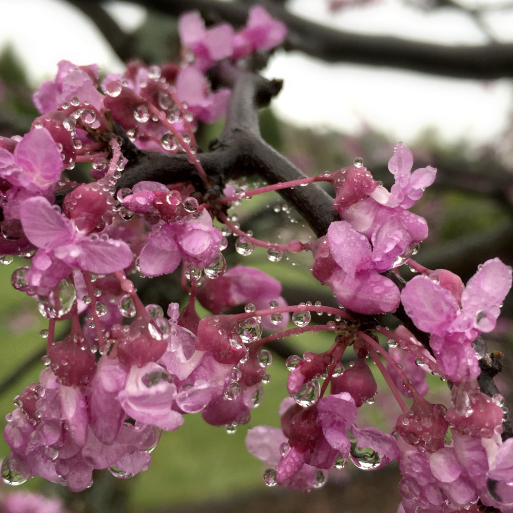 Raindrops on Redbuds