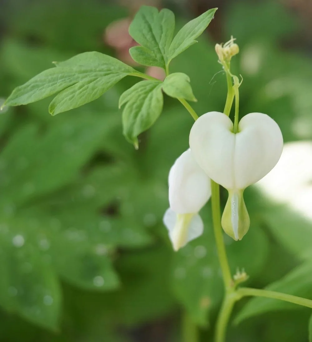 Bleeding Hearts