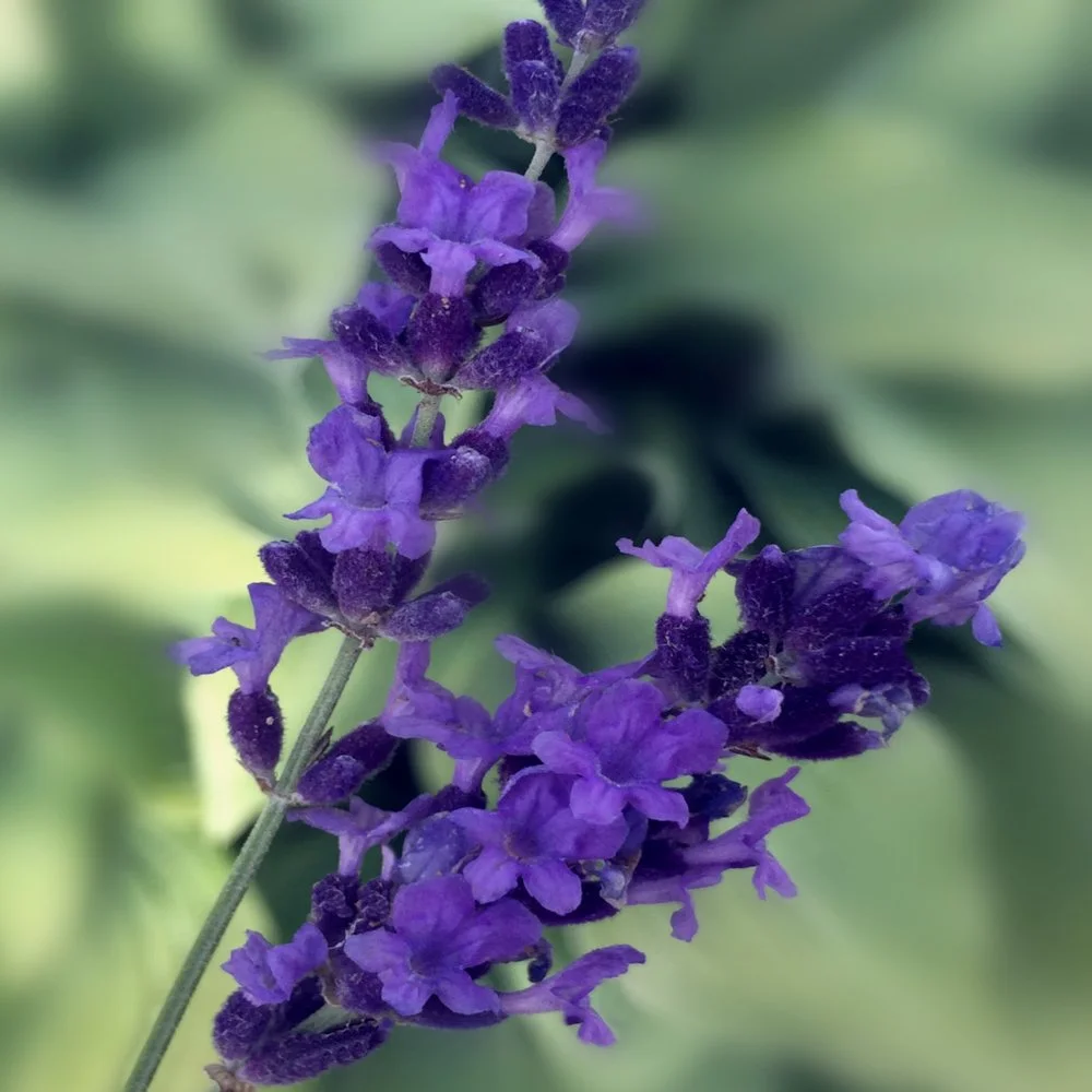 Lavande