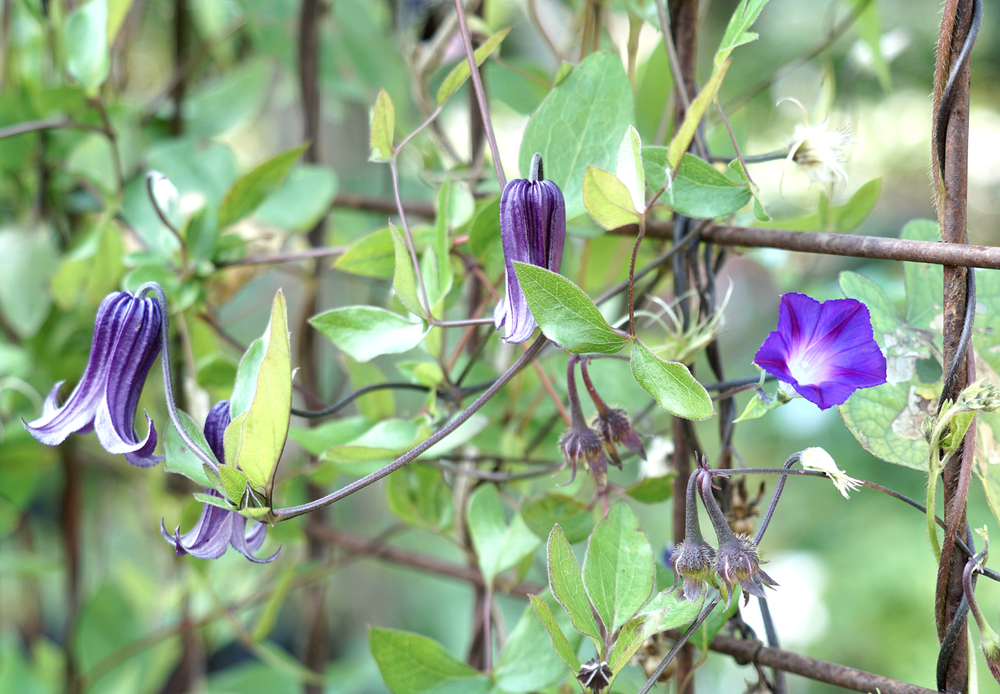 Morning Glories