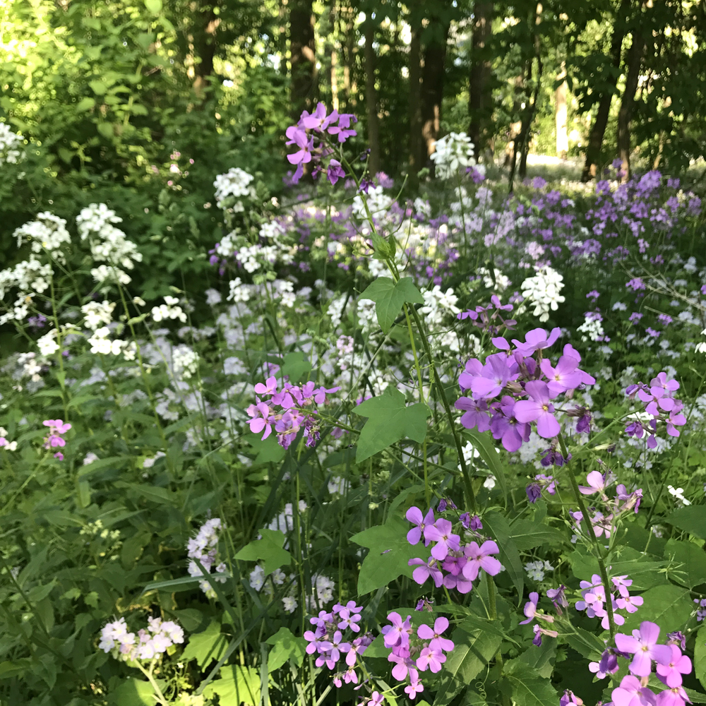 Wild Phlox