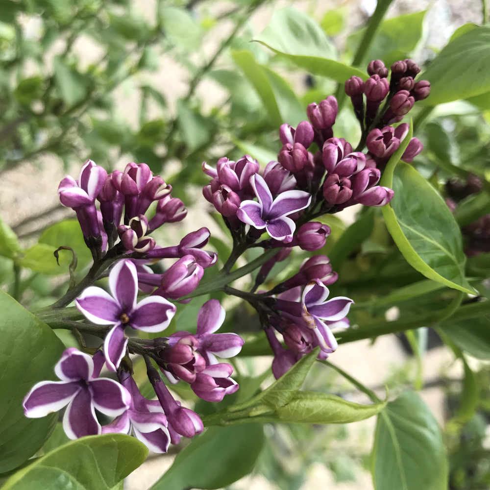 Lilacs