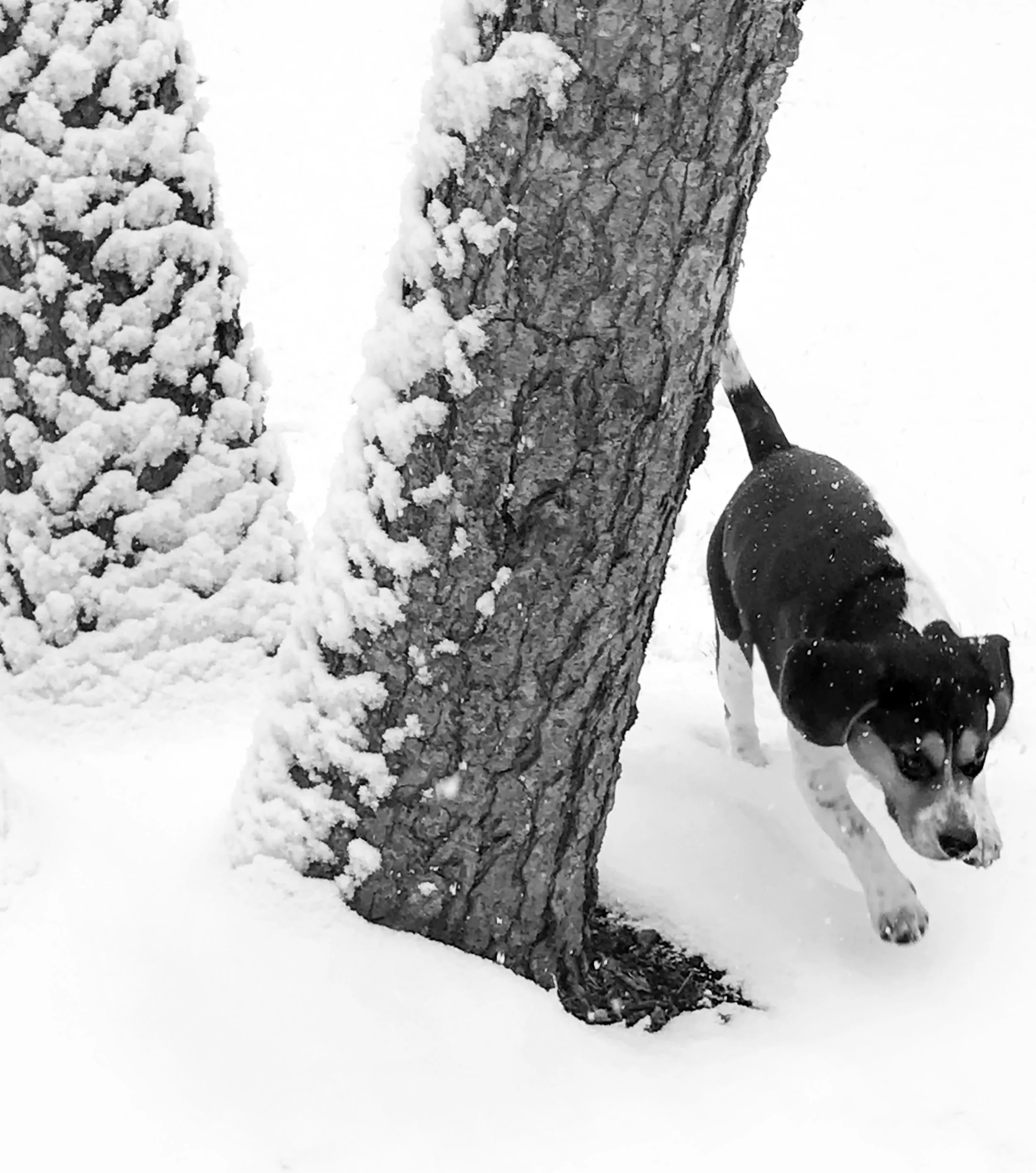 Snow Dog