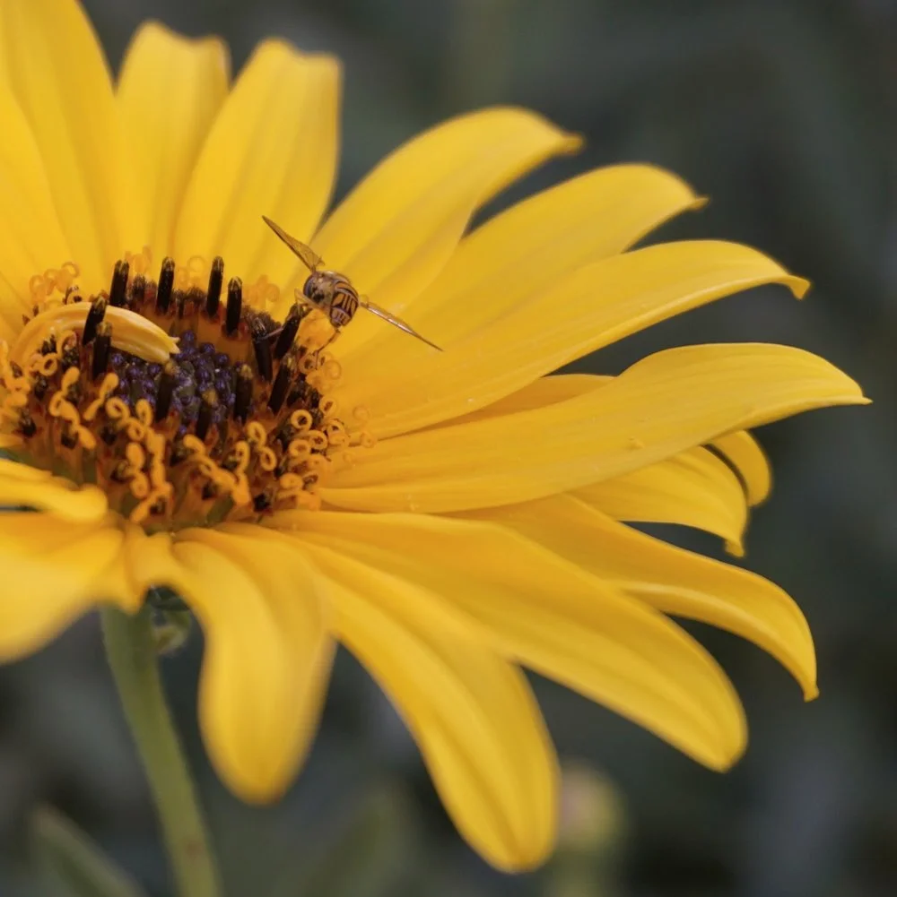 Bee Fashionable