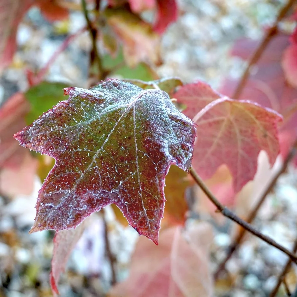 Colors