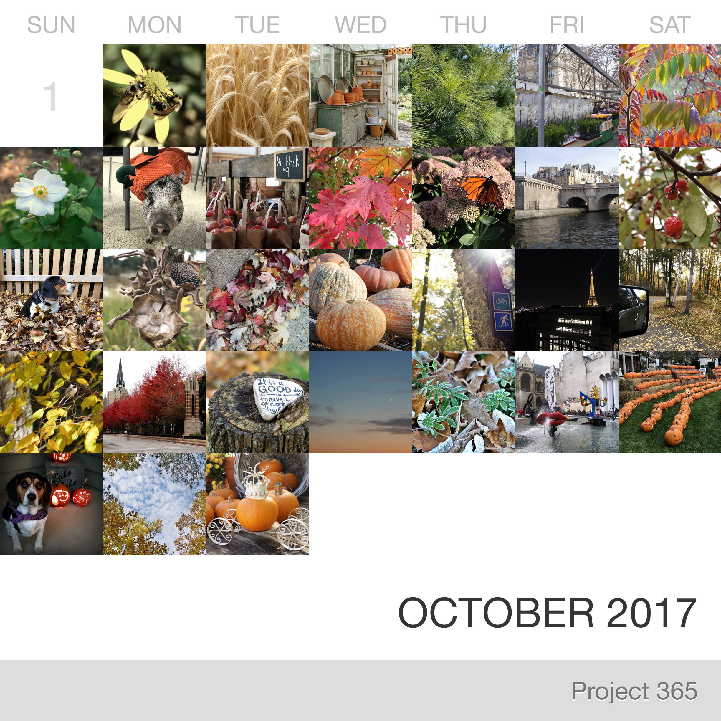 Project 365 _October-2017_Collage.jpg