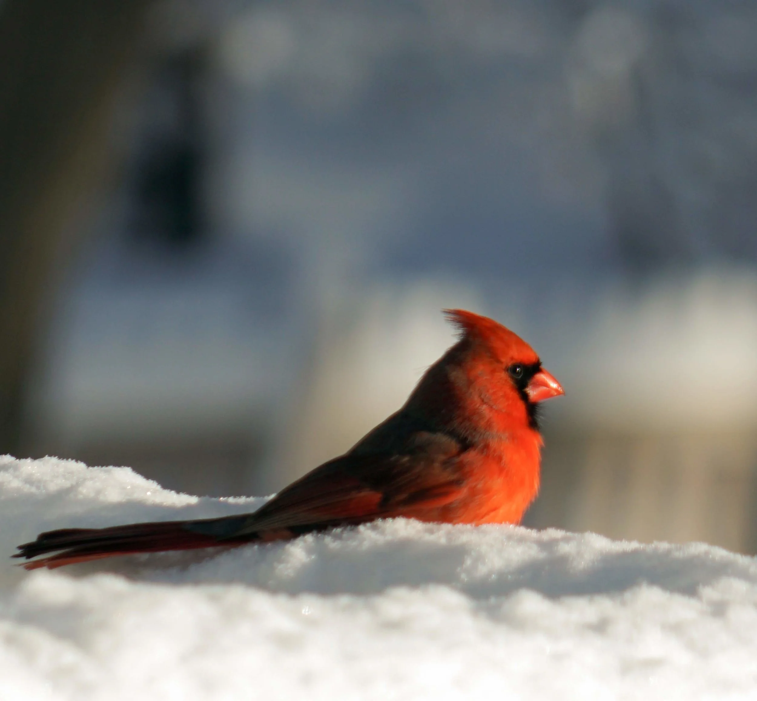 cardinal.jpg
