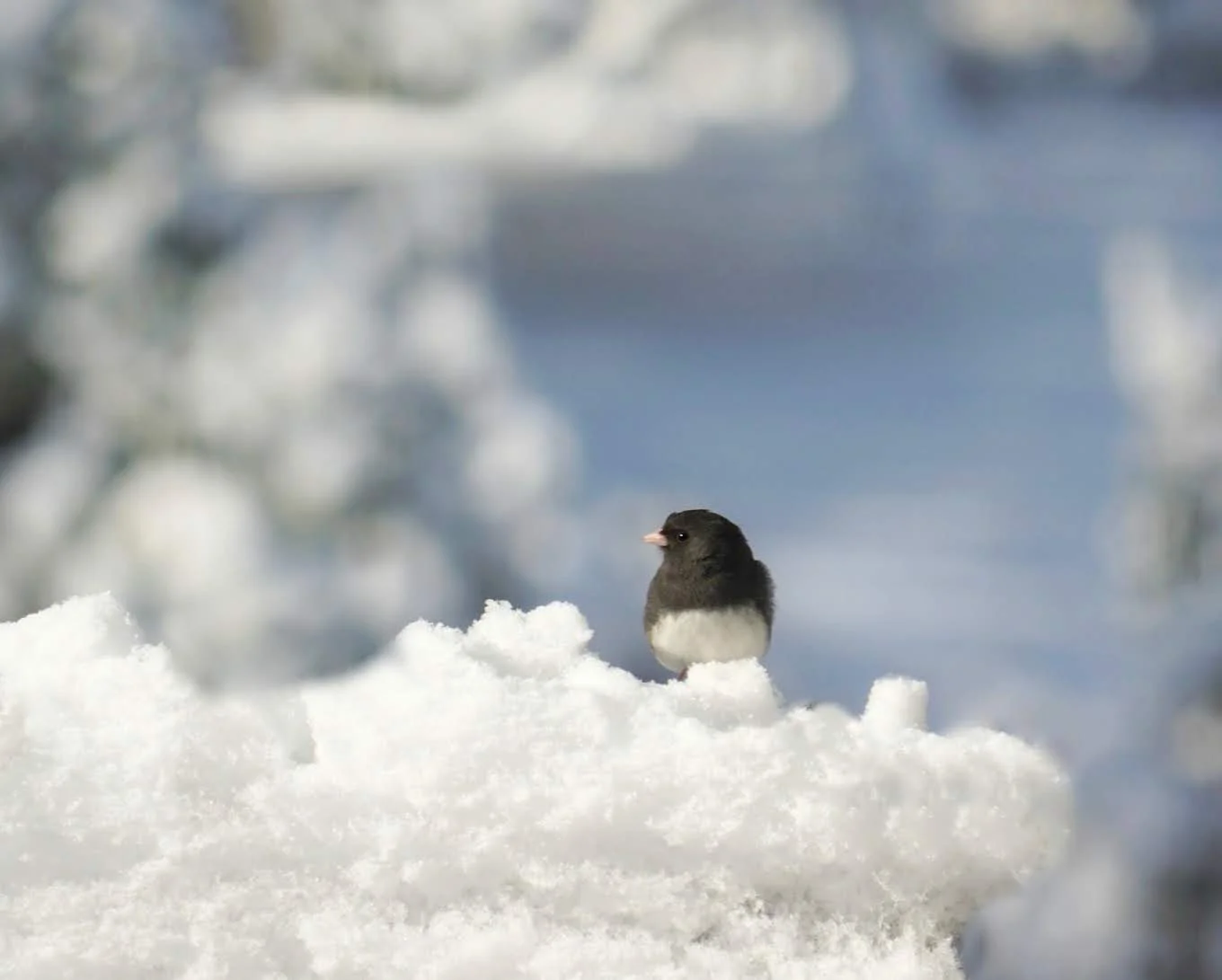 snowbird.jpg