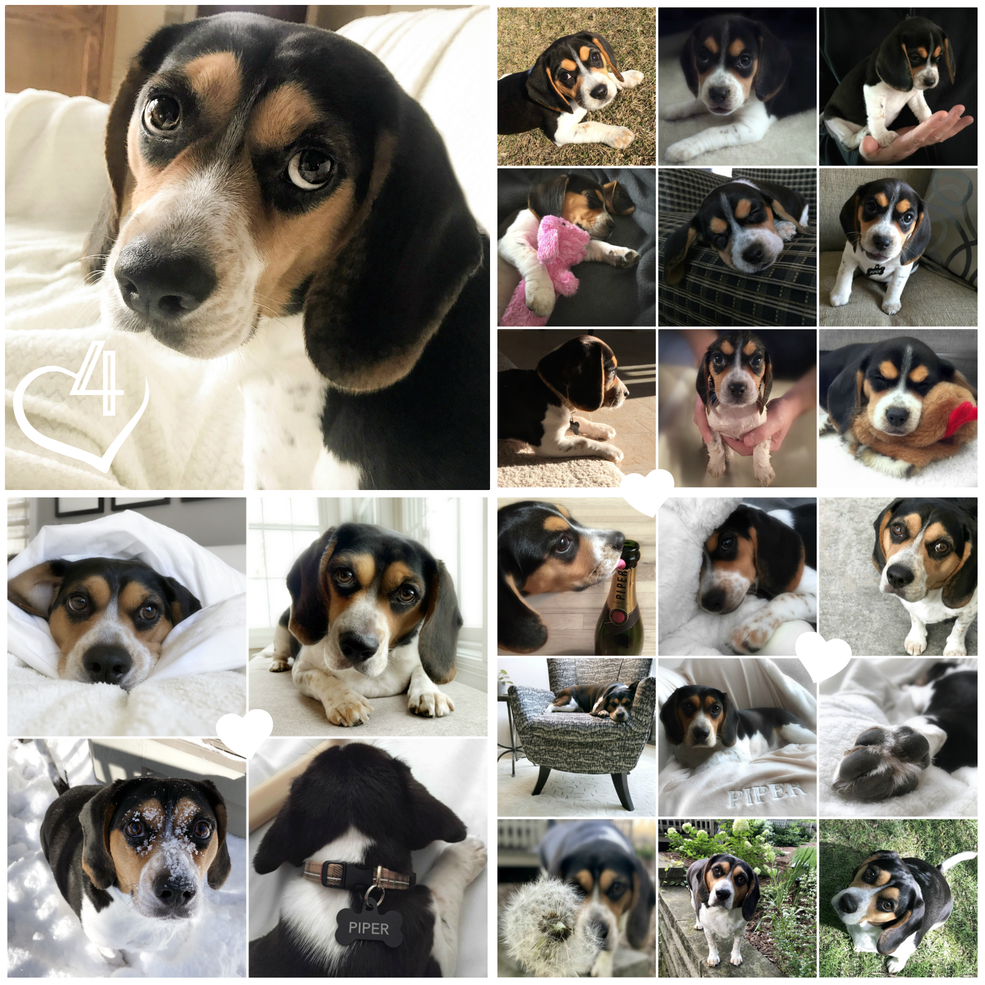 Four years ago we brought this little beagle home! She is smart, stubborn, silly, and so sweet, and I couldn’t love her more 🖤 Happy Gotcha Day, Piper Marie!