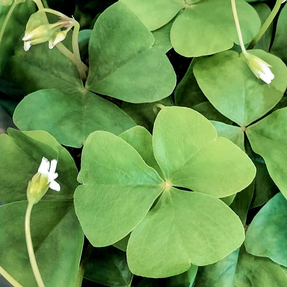 shamrocks