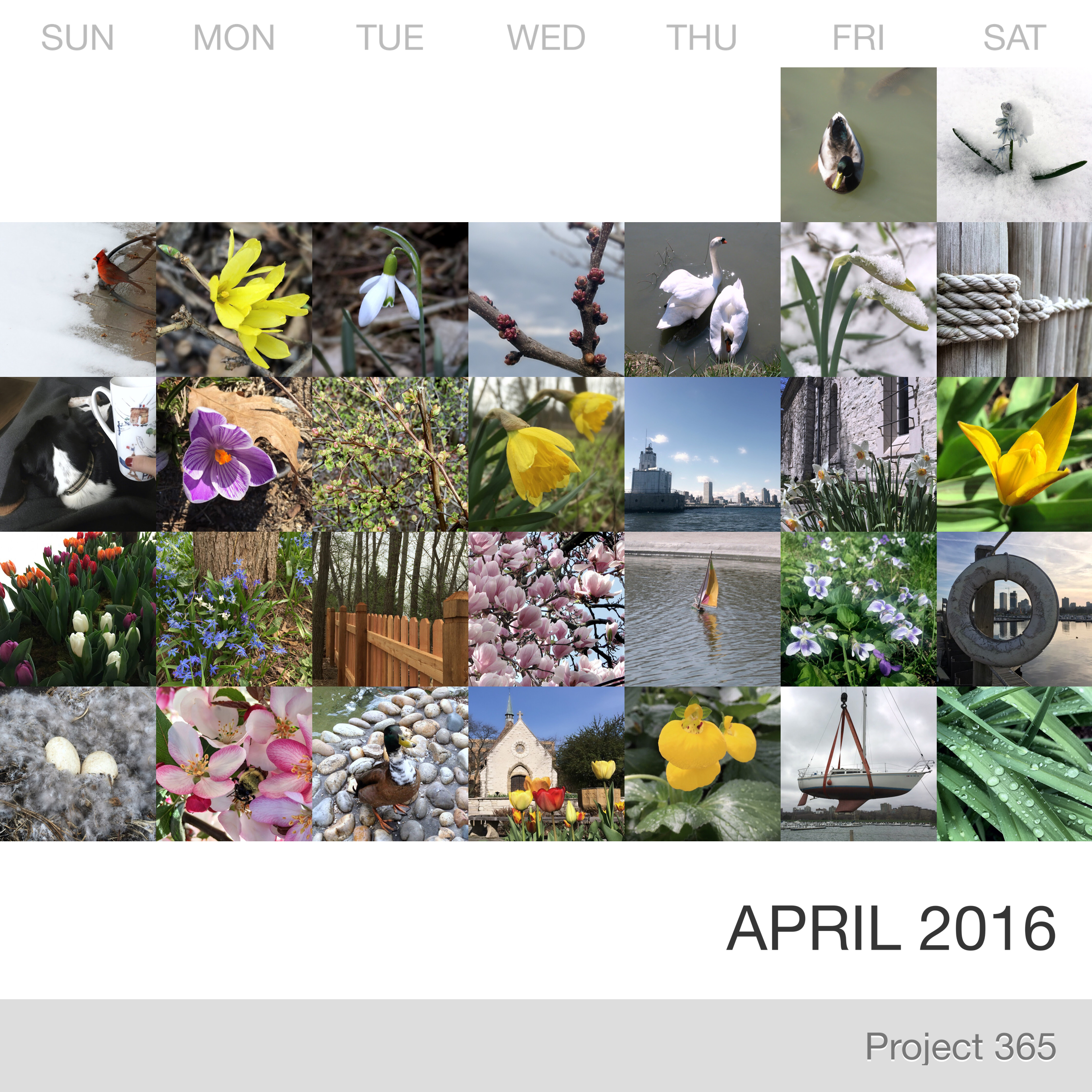 Project 365 _April-2016_Collage.jpg