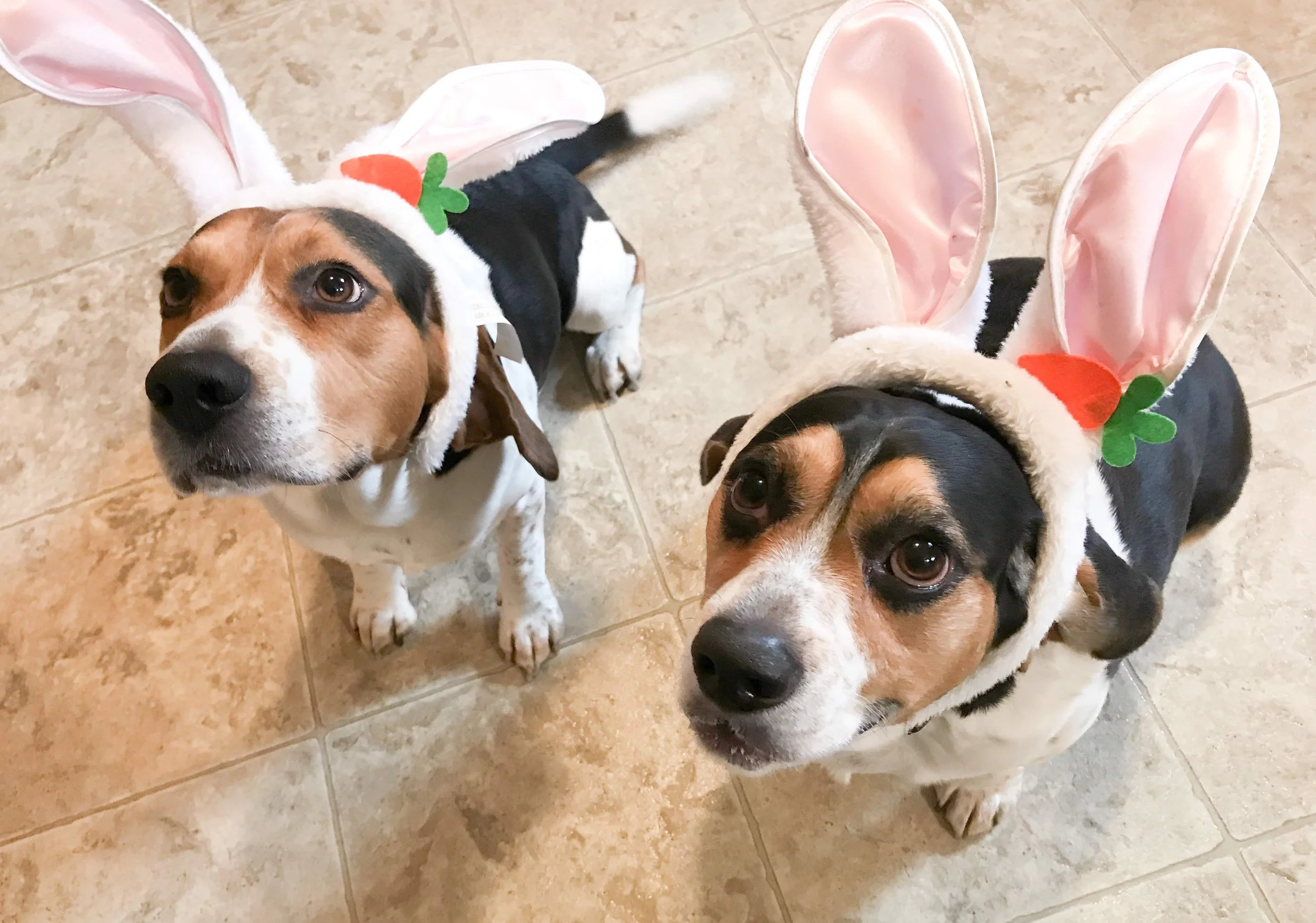 Easter Beagles