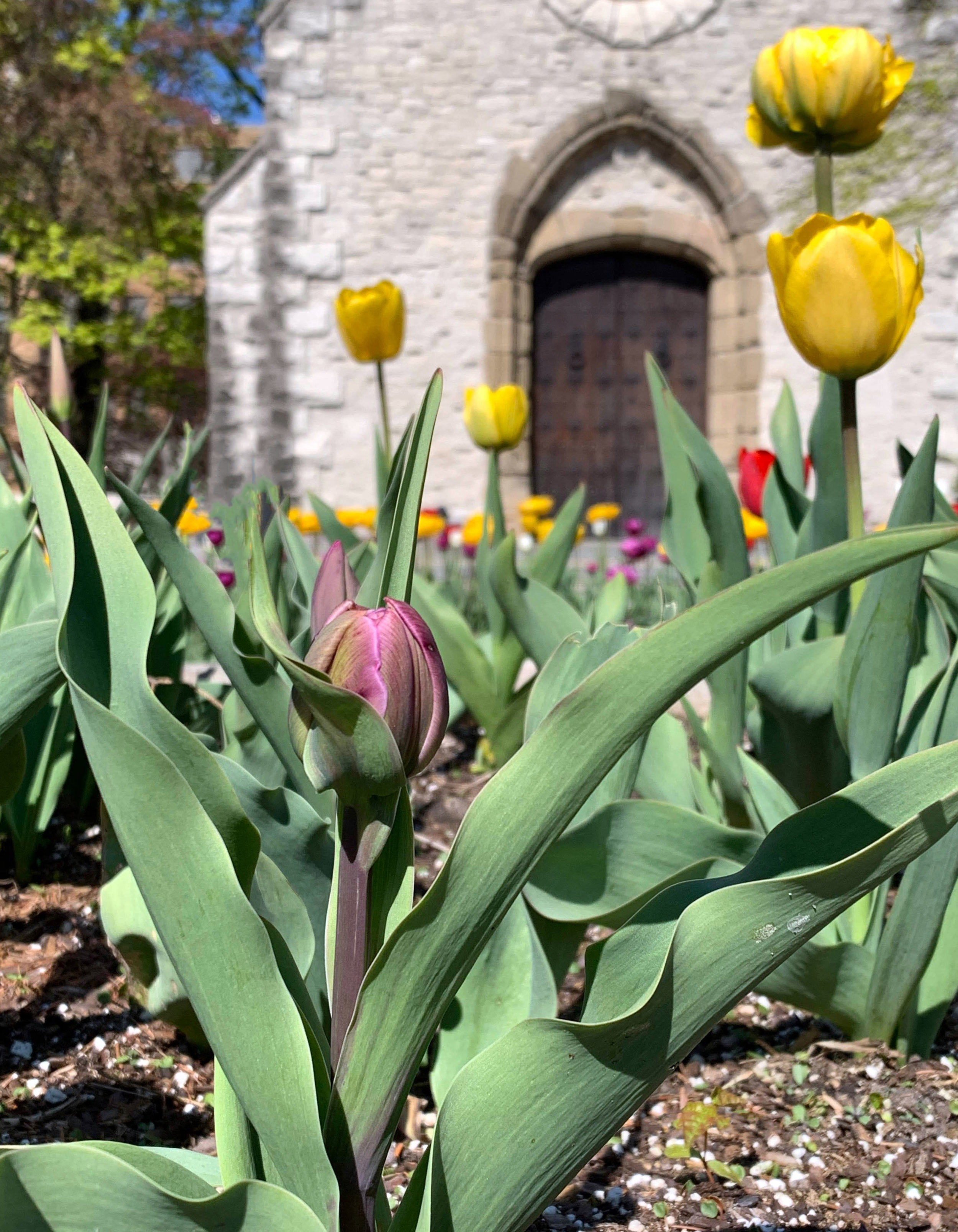 Something happens to my heart when I am here — especially when the tulips are blooming!